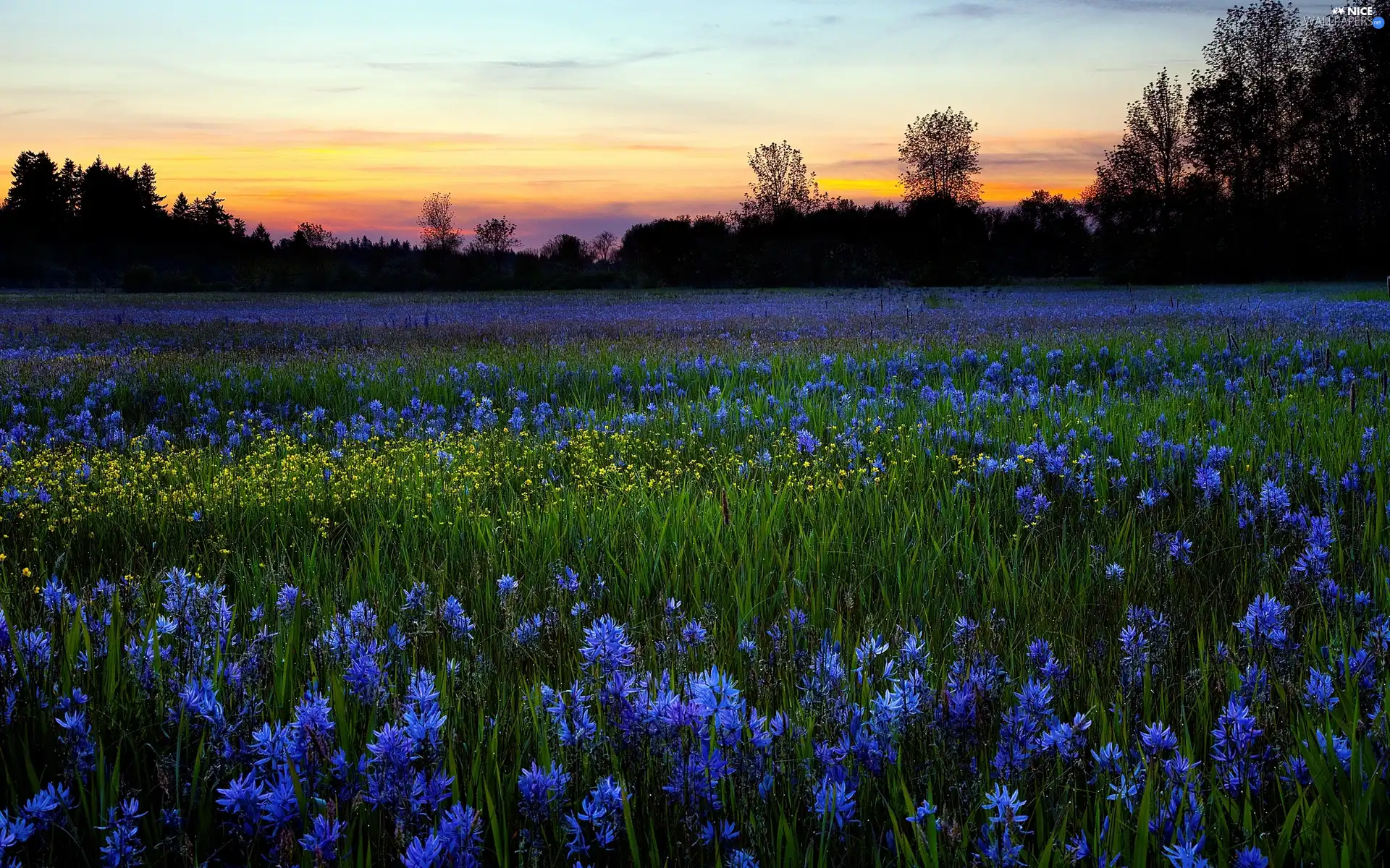 Meadow, Flowers