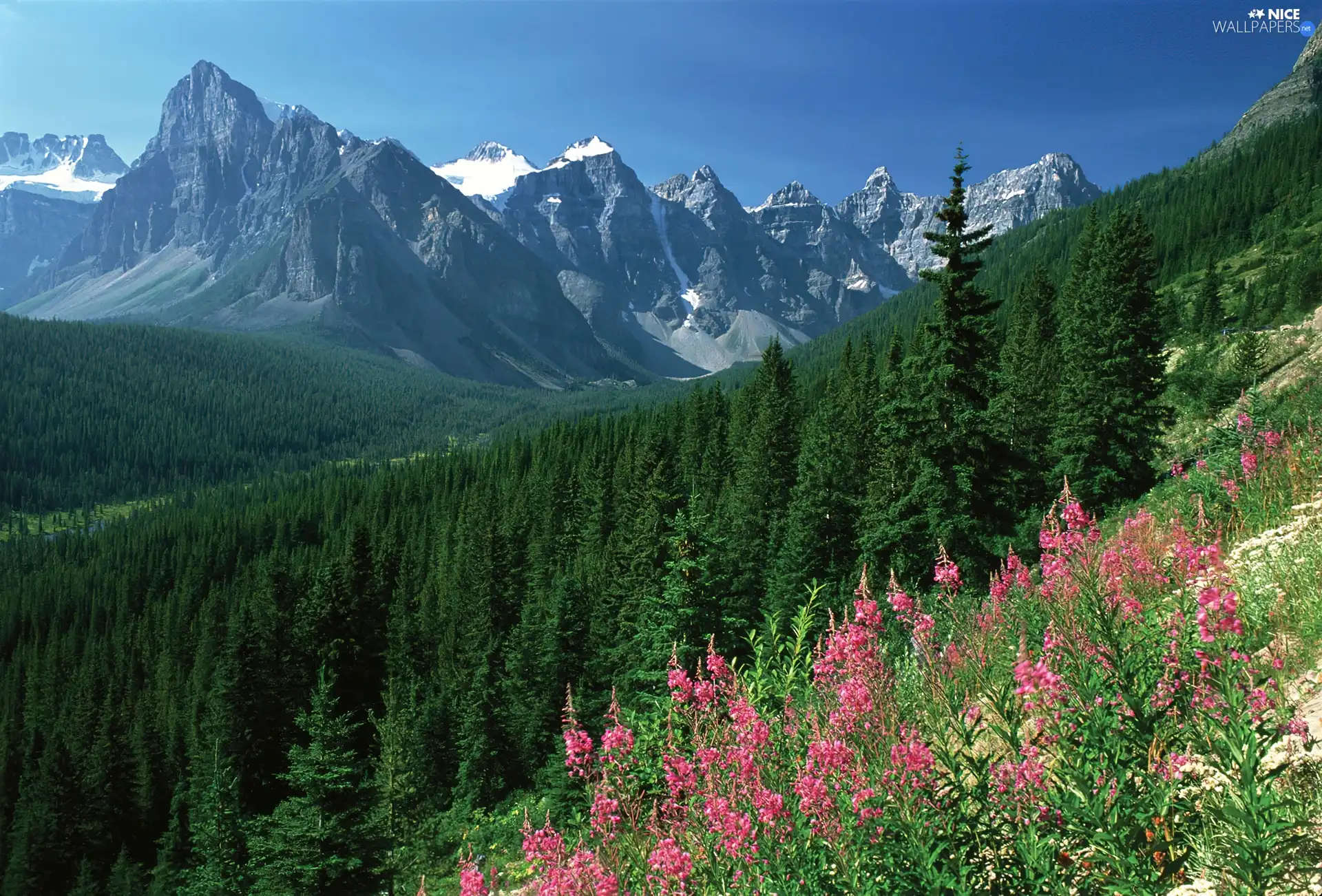 Mountains, Meadow, Flowers, woods