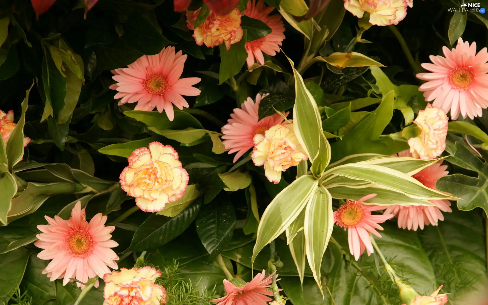 flowers, bunch, pink