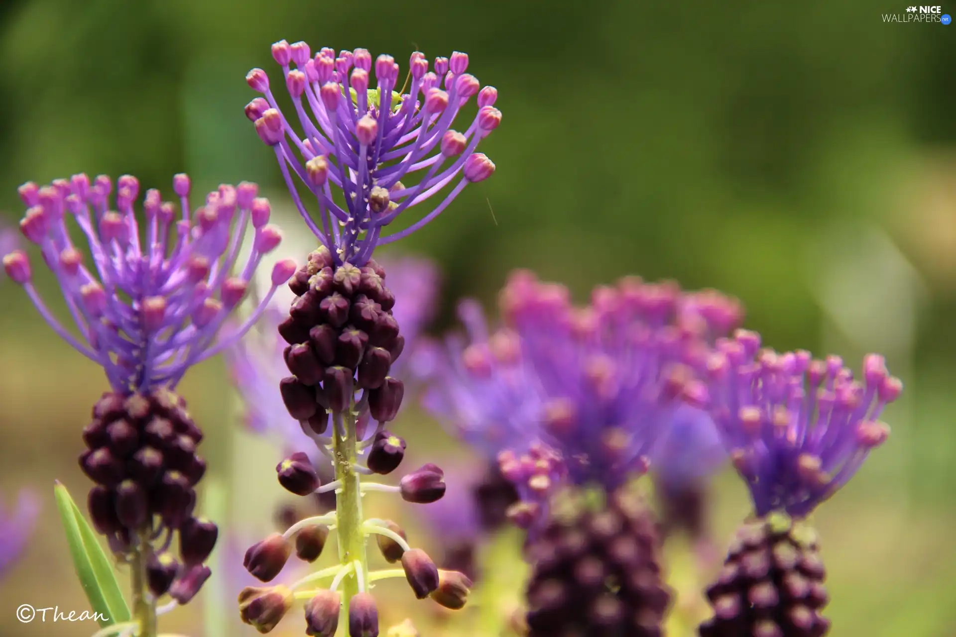 Flowers, purple, Pink