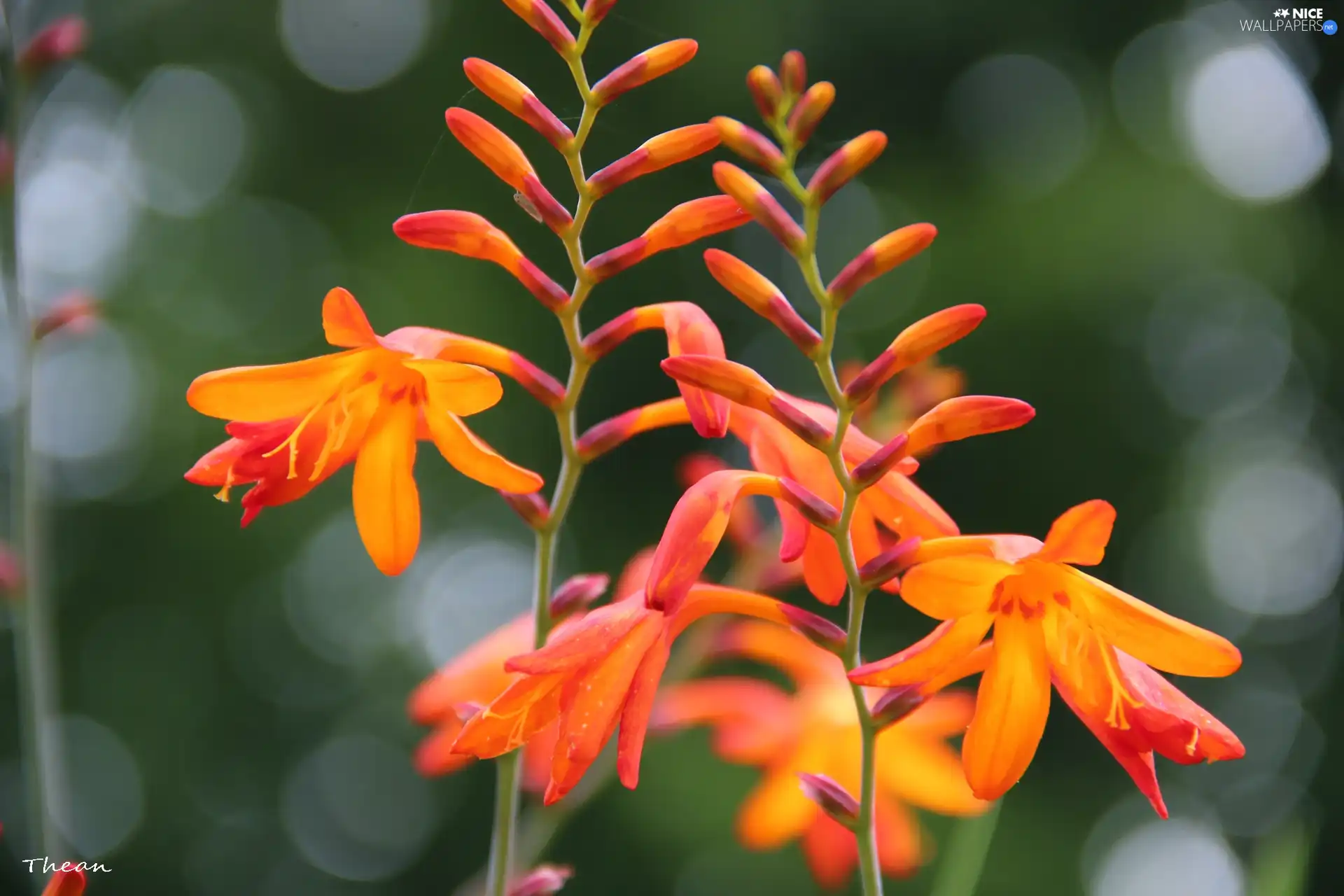 Red, Flowers