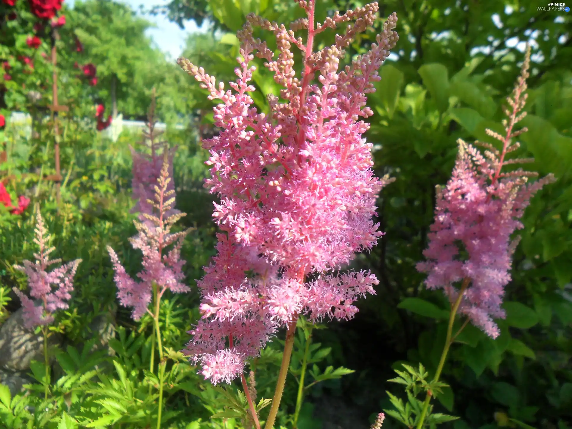 False Spirea, Pink, Flowers