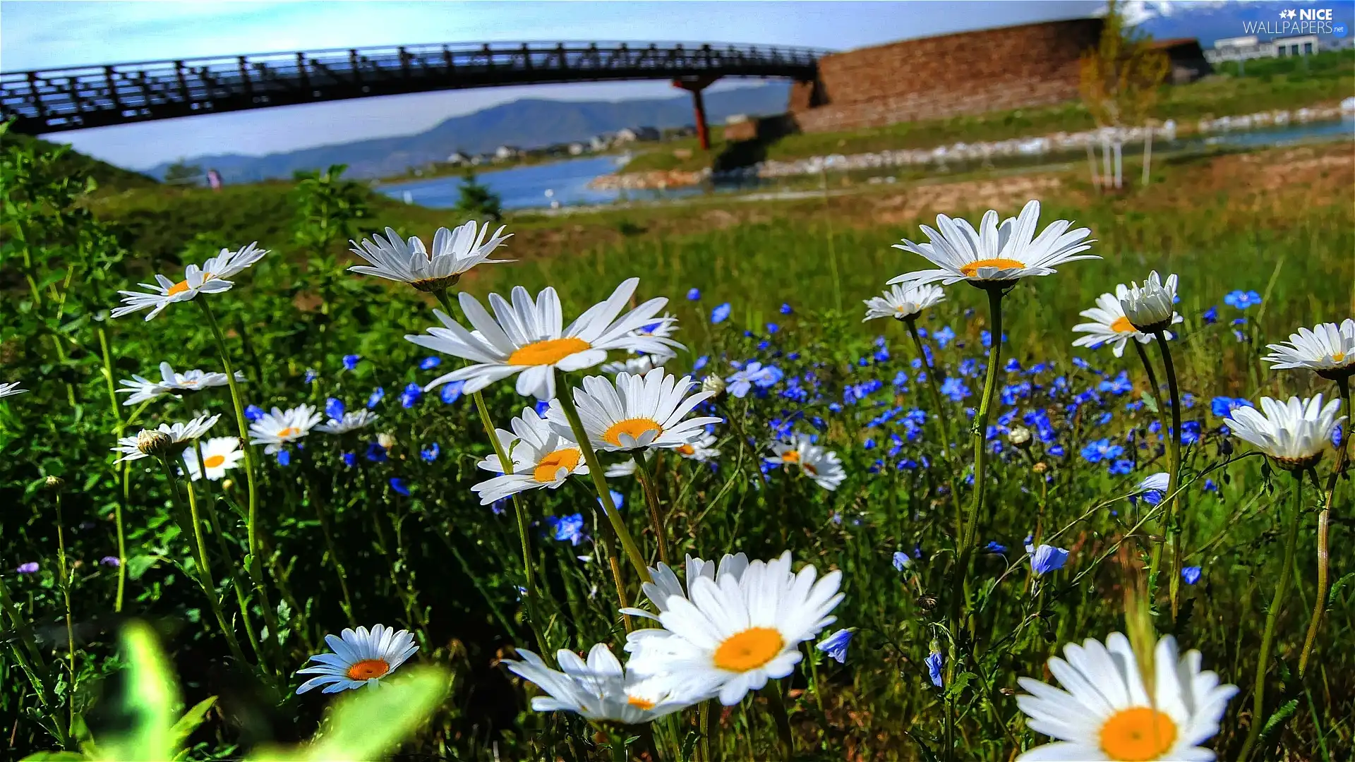 Spring, River, Flowers, bridge