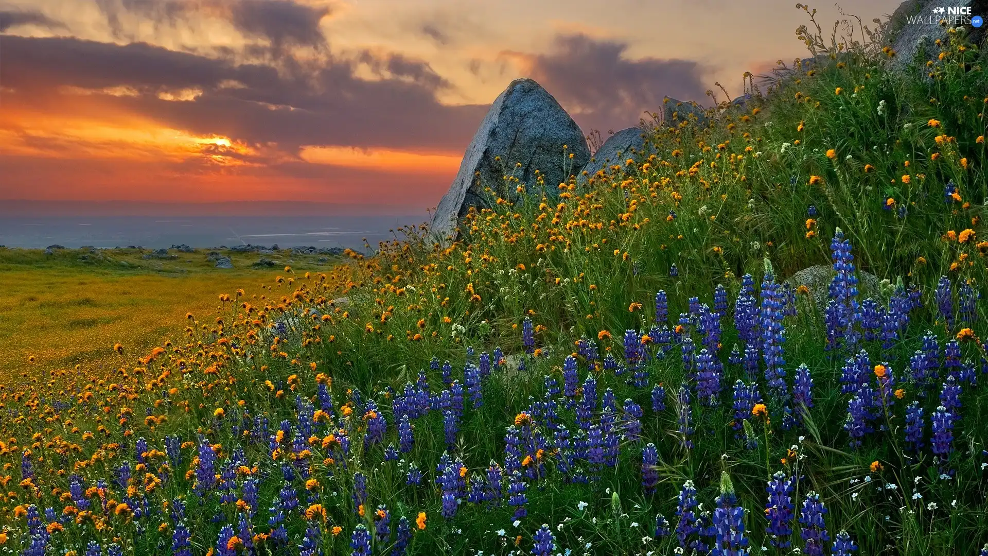 Flowers, west, sun