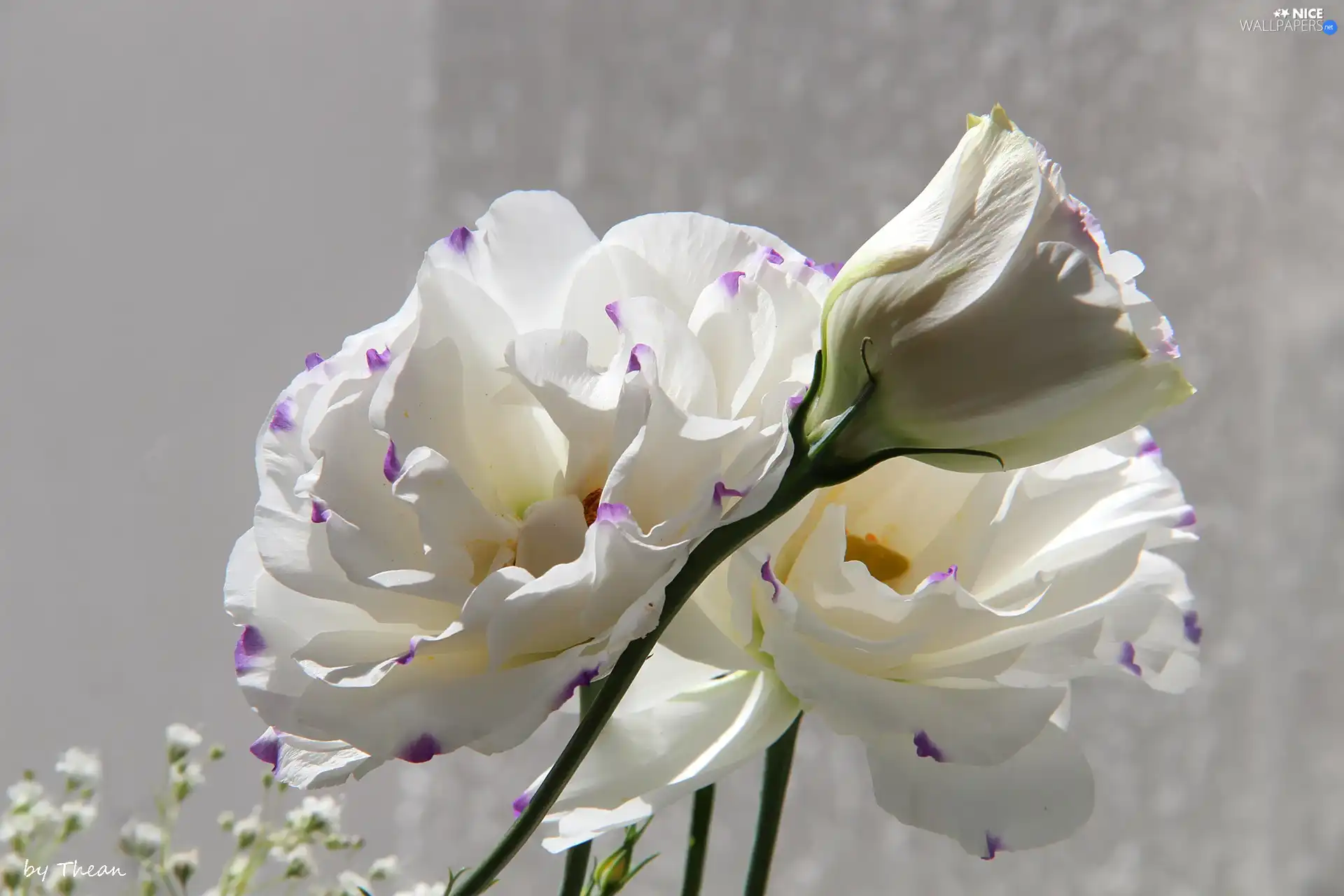 White, Flowers