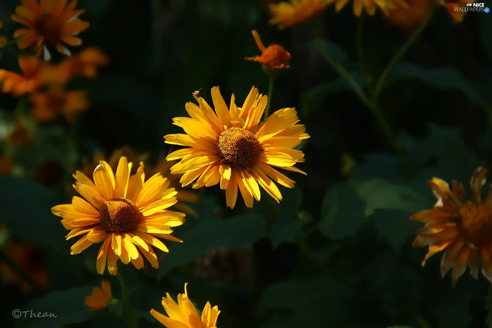 Yellow, Flowers