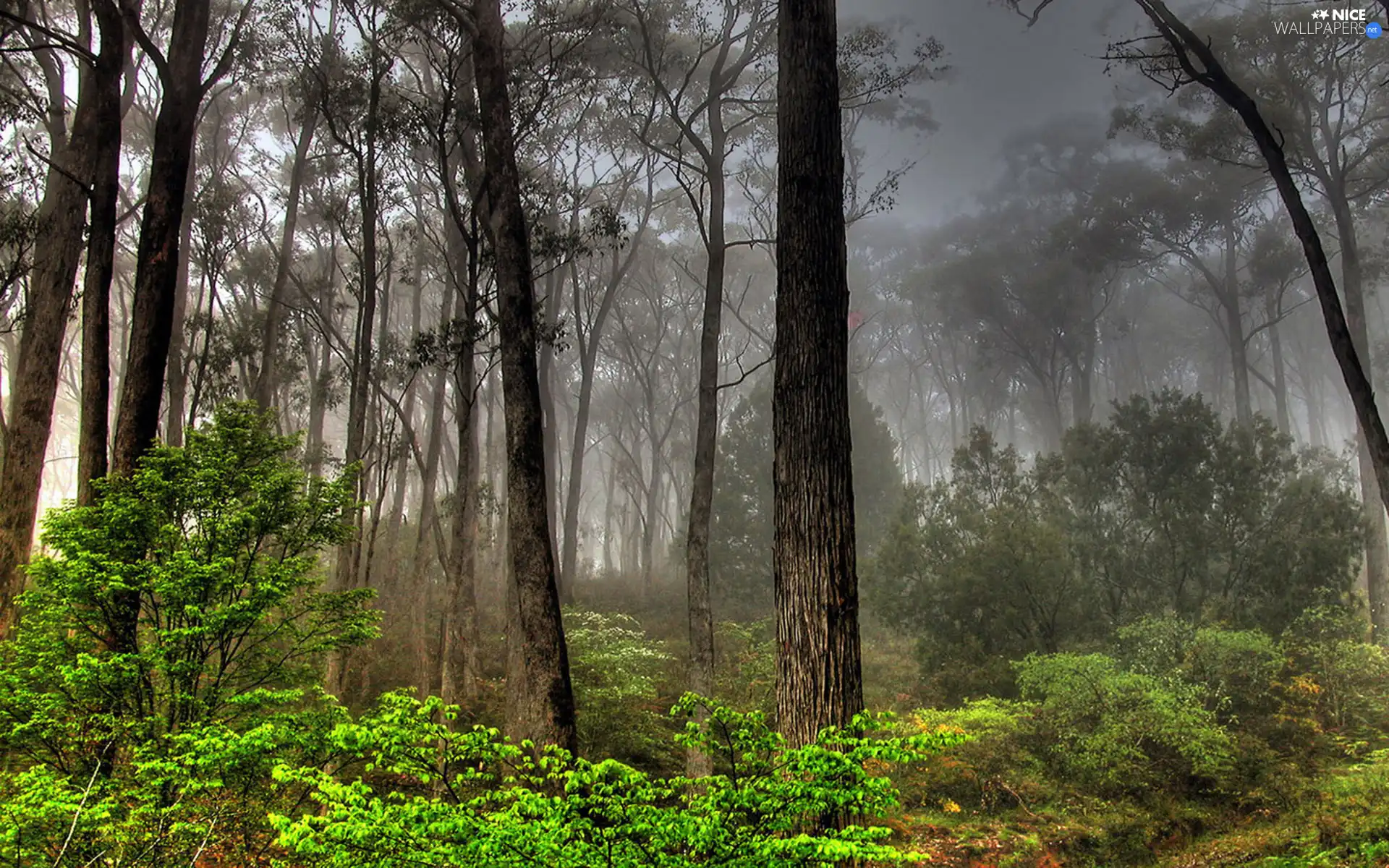 forest, Fog