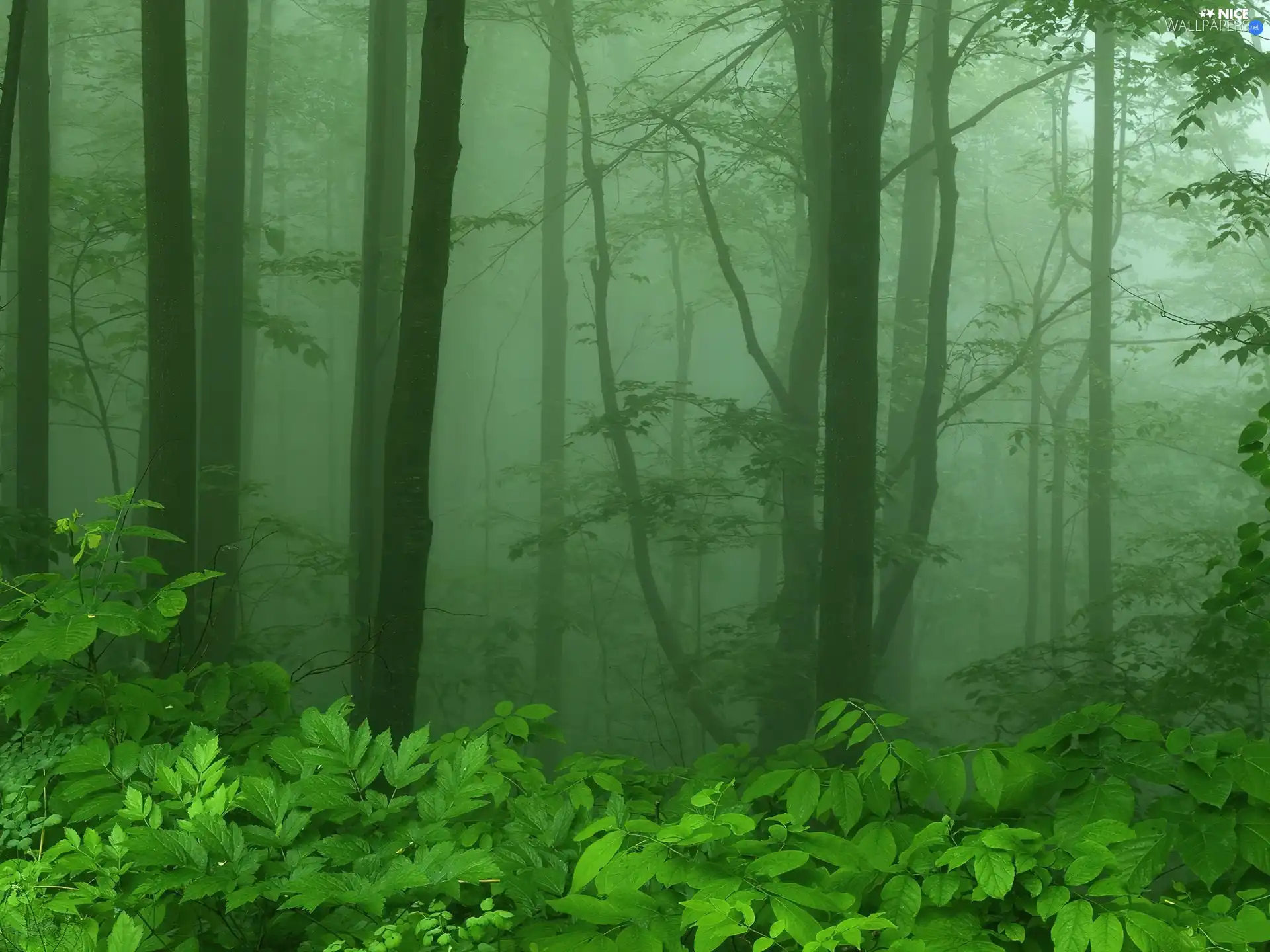 forest, Fog