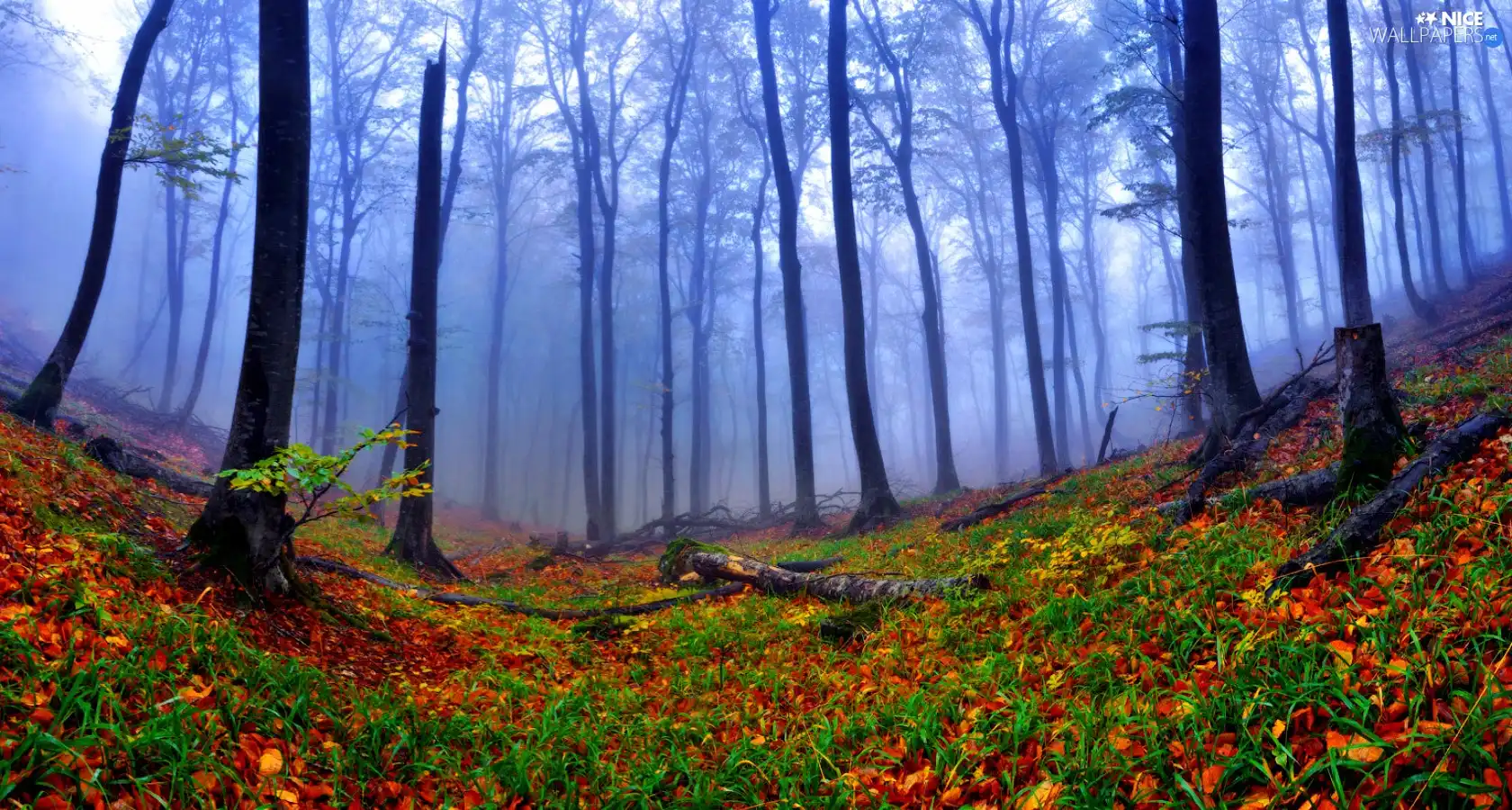 forest, Leaf, Fog, Autumn