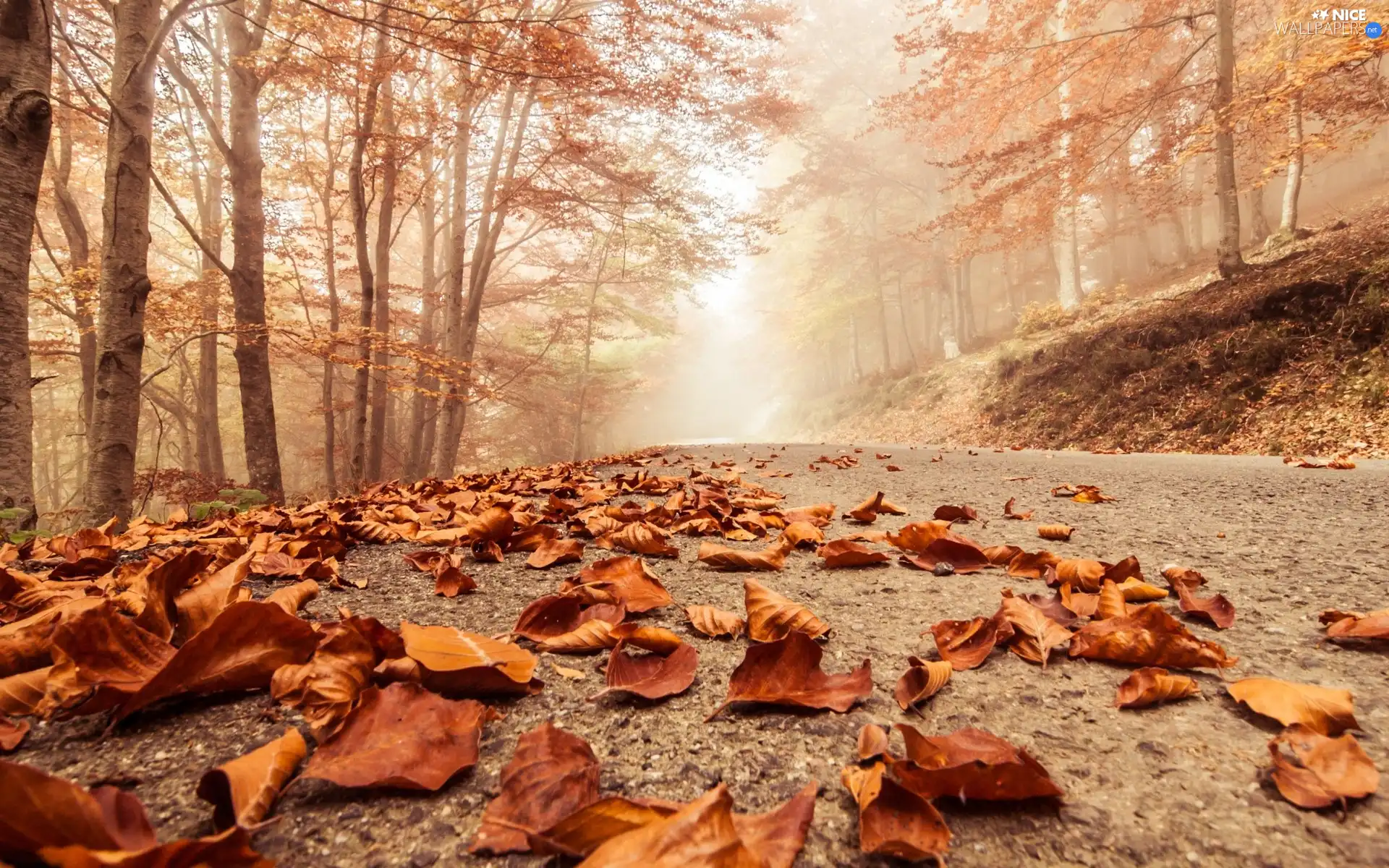 Fog, Way, trees, viewes, Leaf