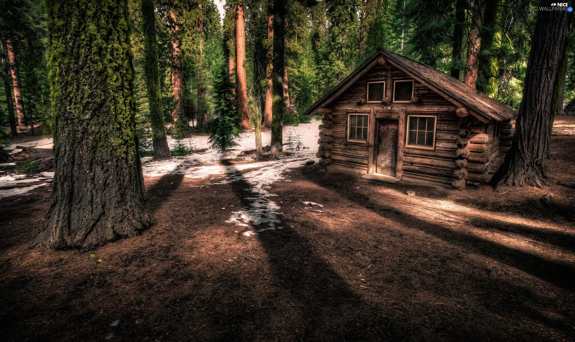 forest, wooden, Home