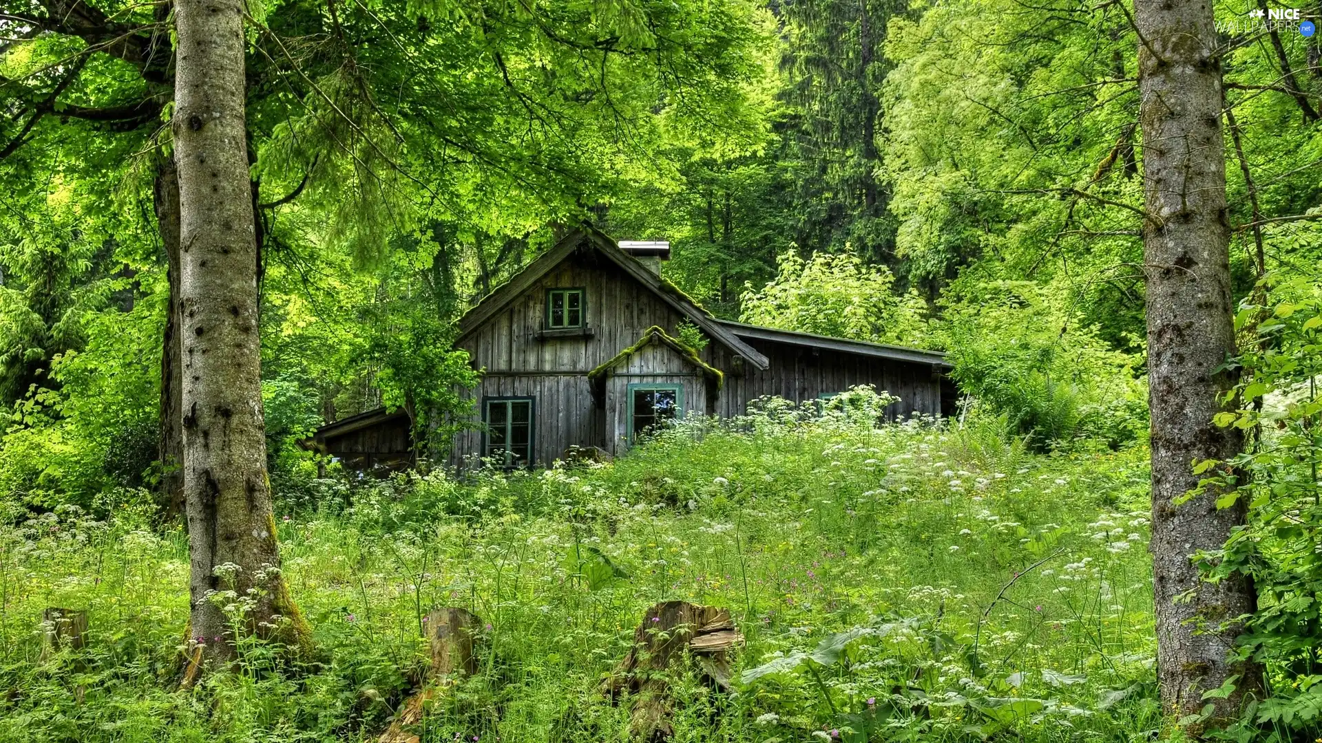 forest, wooden, house