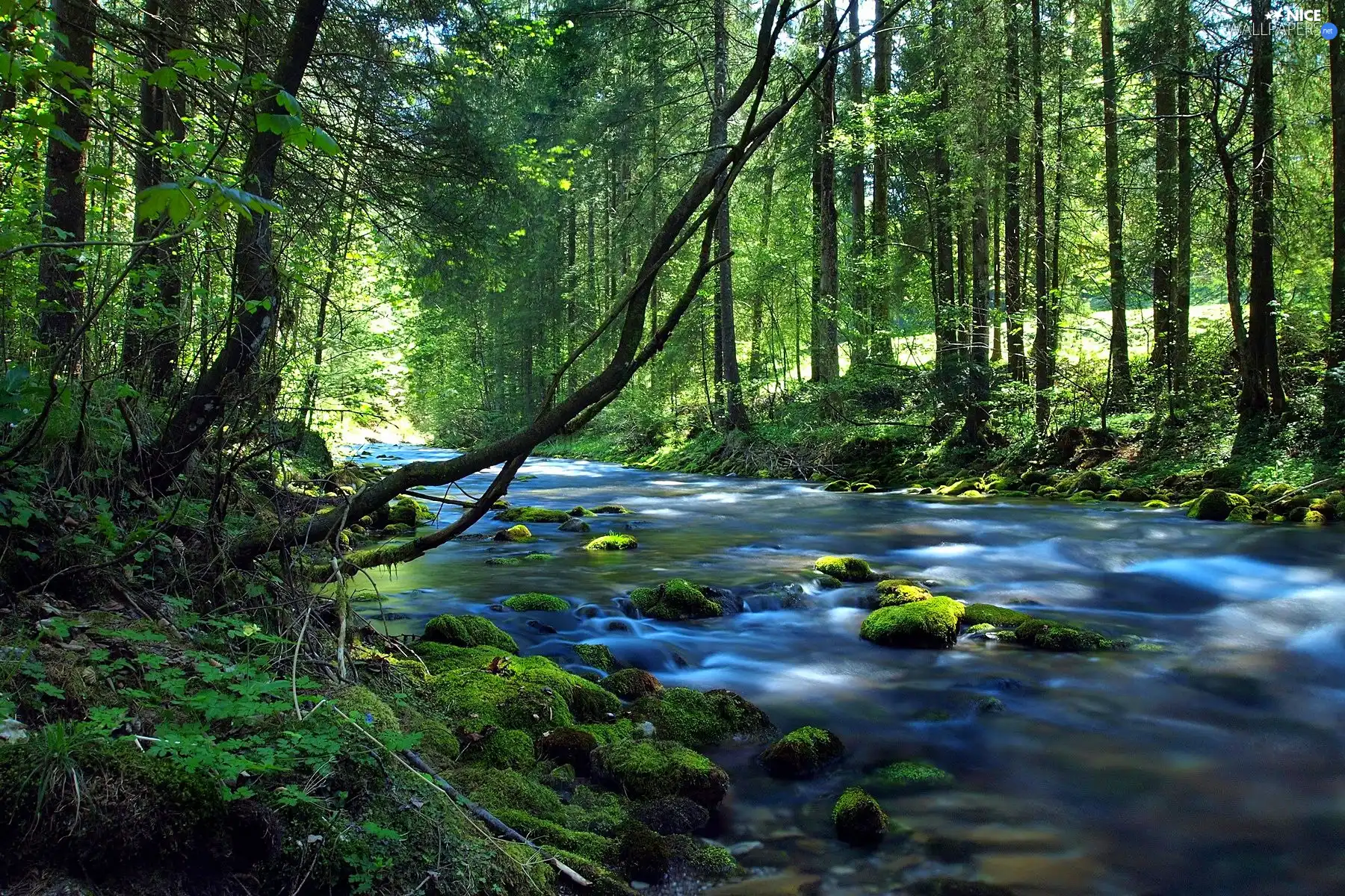 River, forest