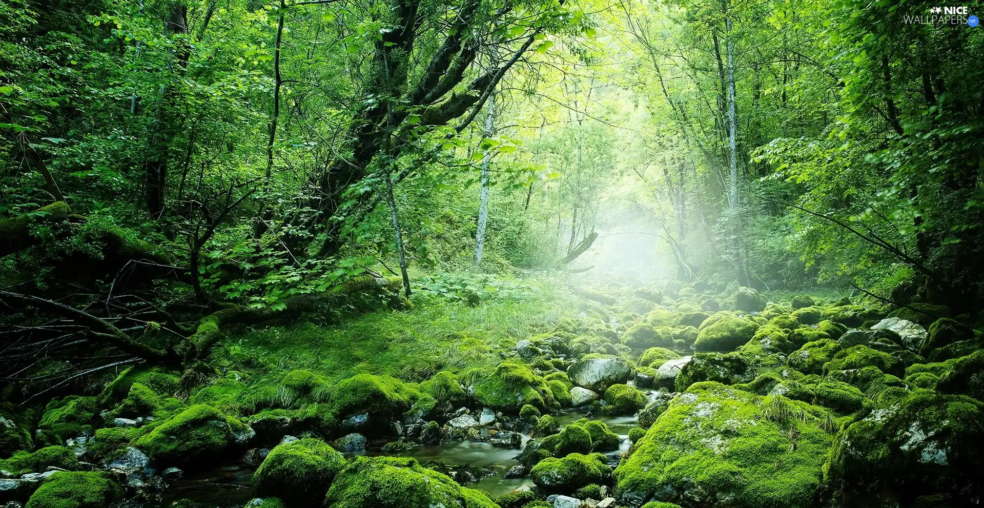 stream, Stones, forest, mossy