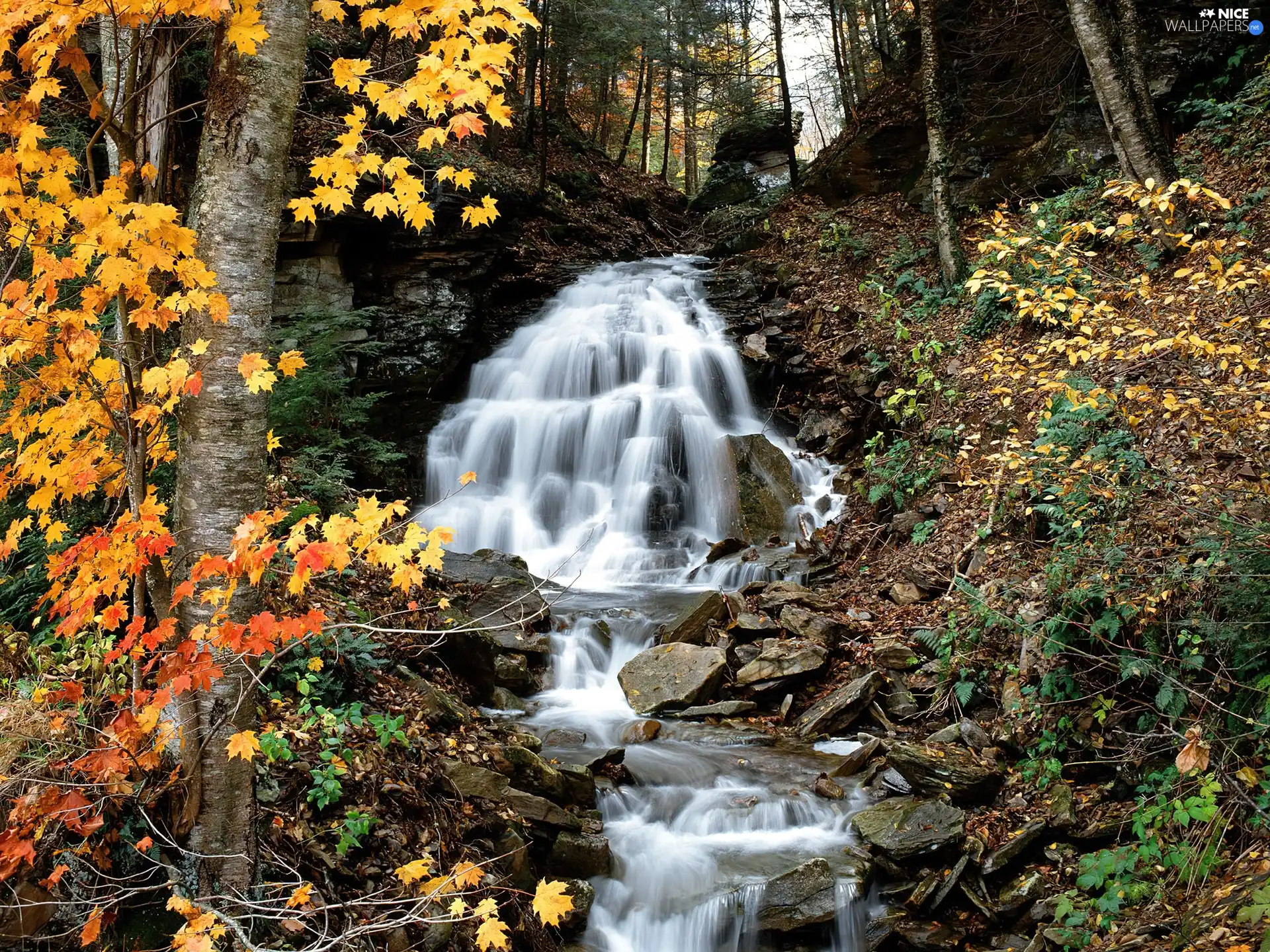 stream, Stones, forest, waterfall