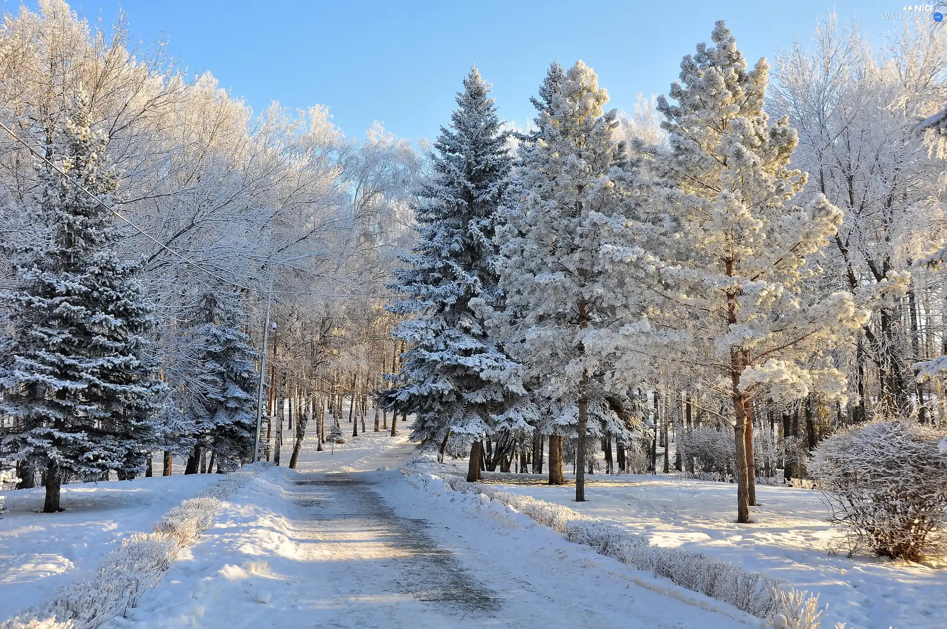 forest, winter, Way