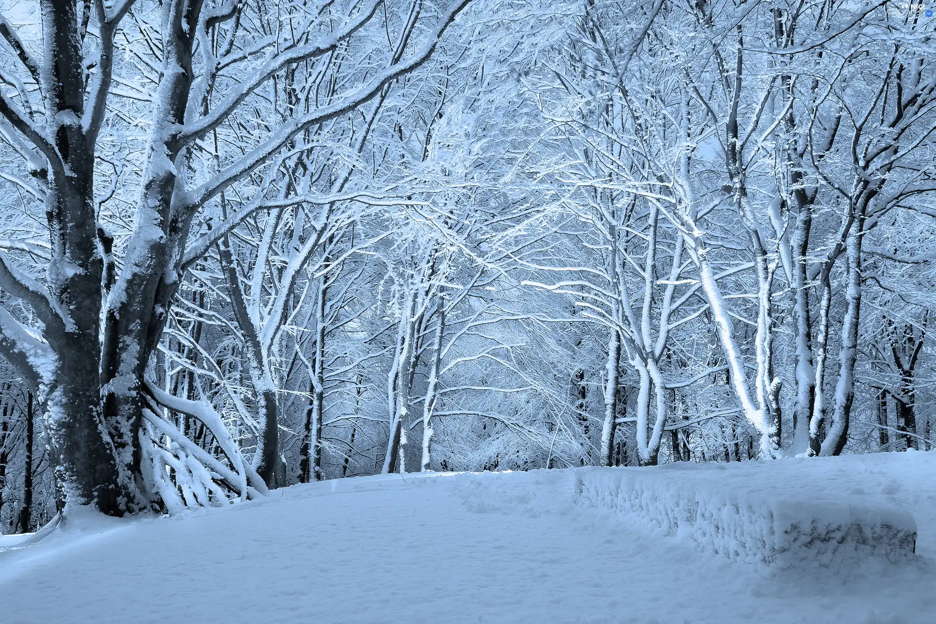 winter, forest