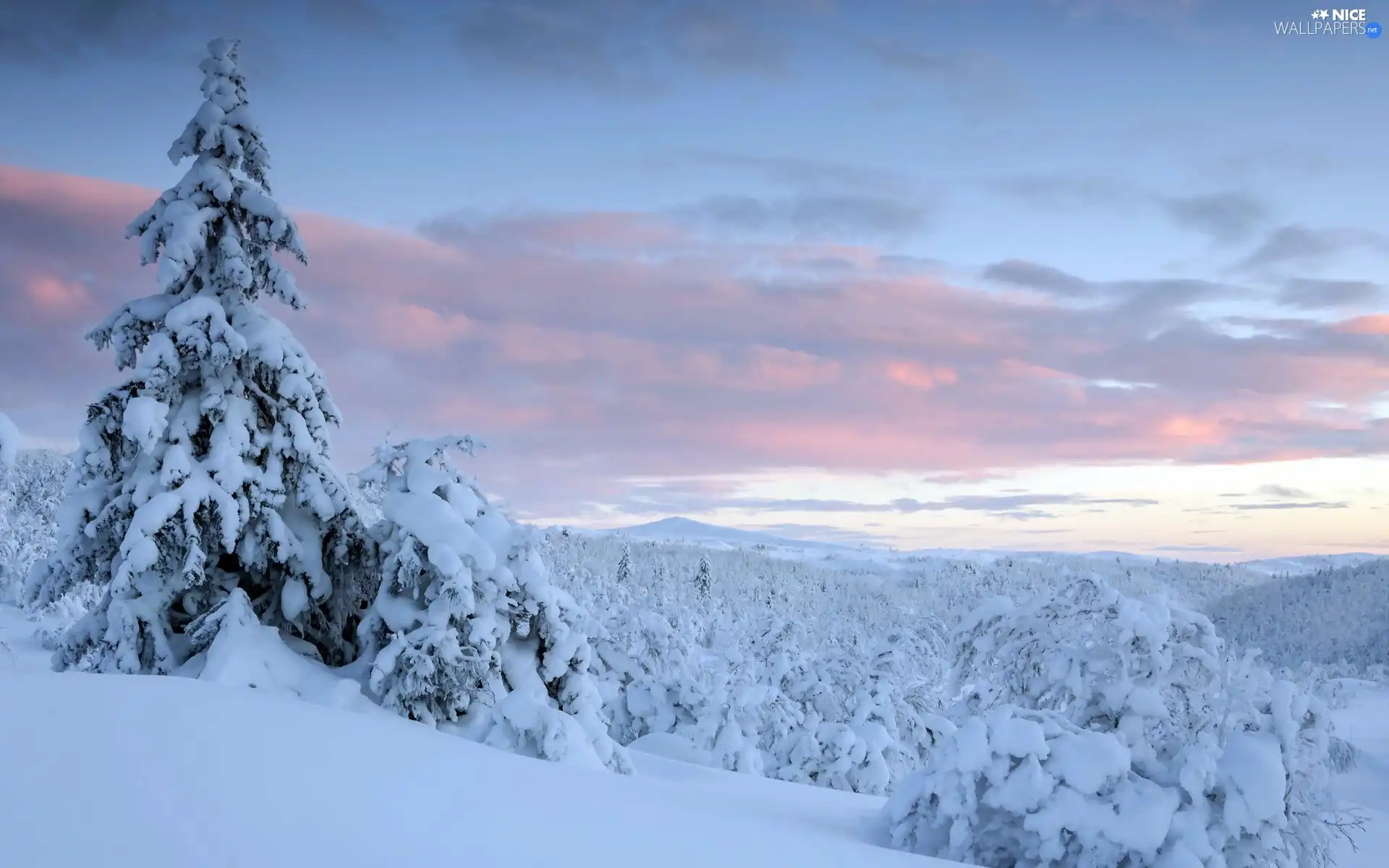 forest, winter, sun, Mountains, west