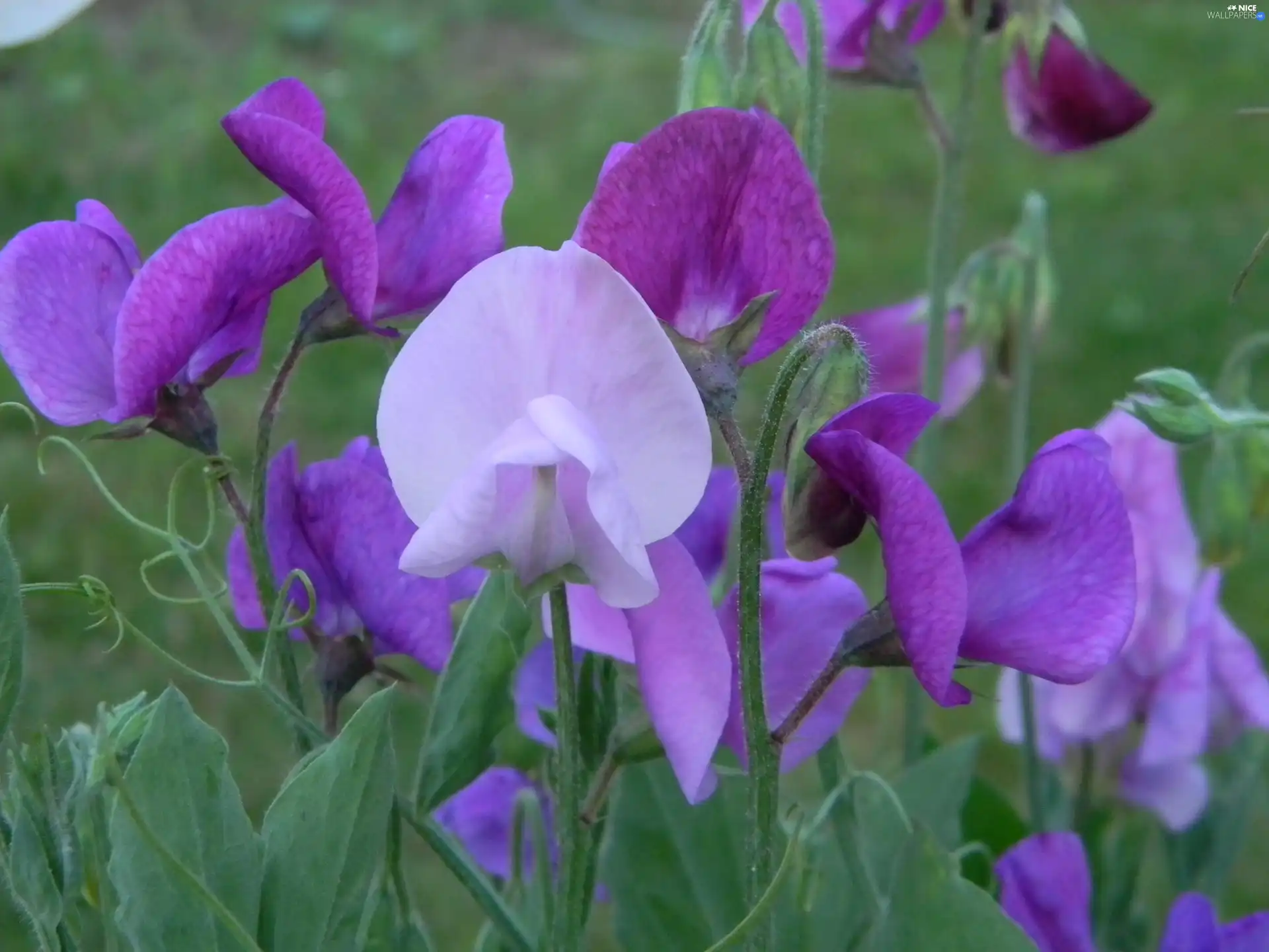 Fragrant Peas