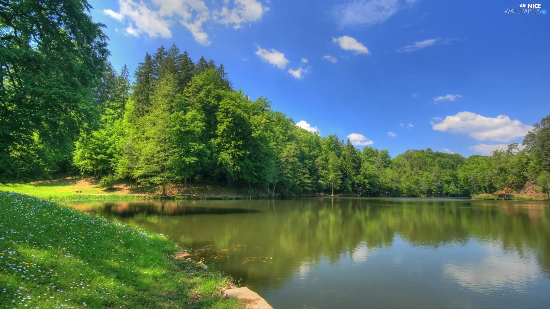 grass, daisies, viewes, lake, trees