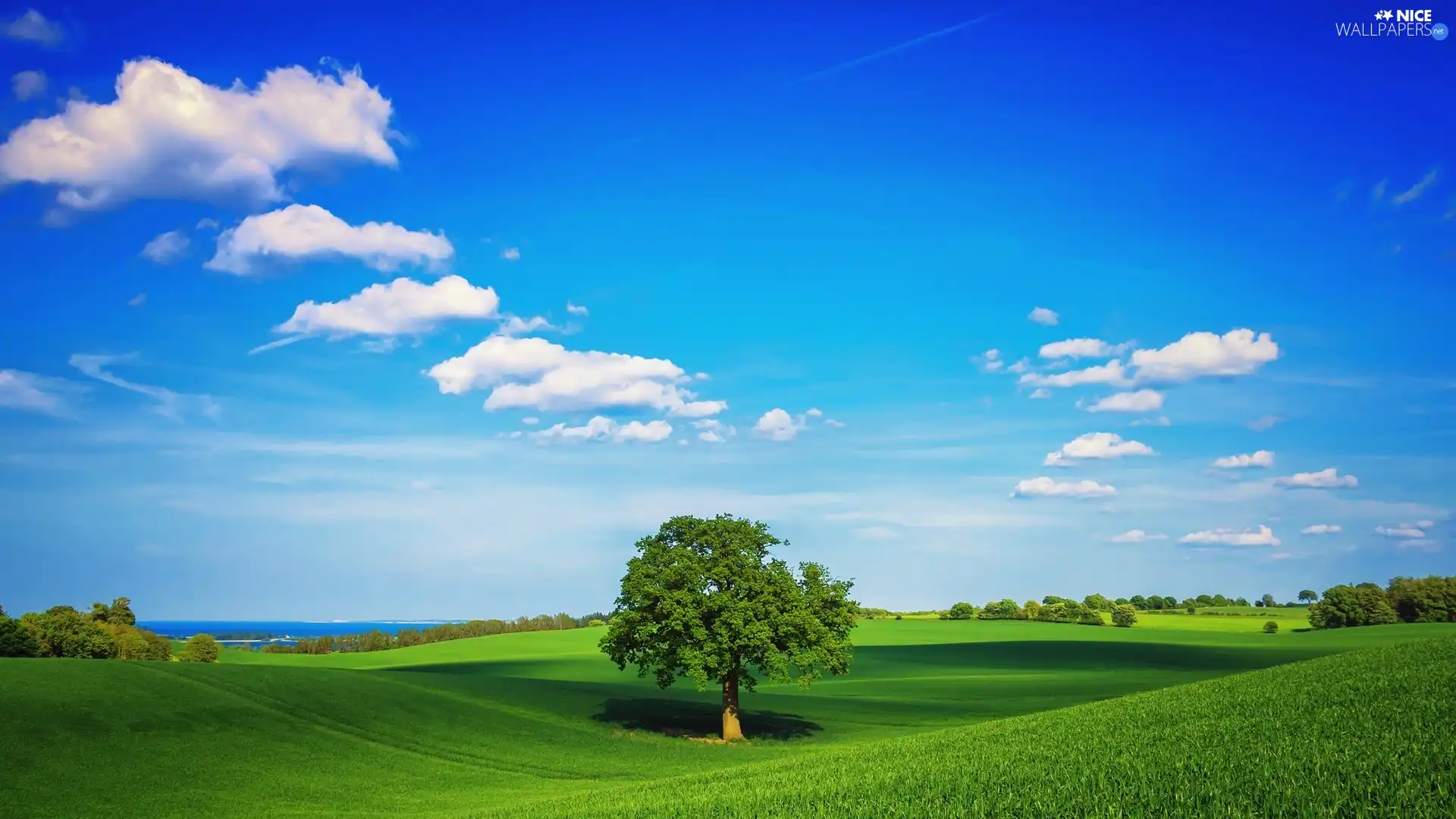 Sky, trees, grass, clouds