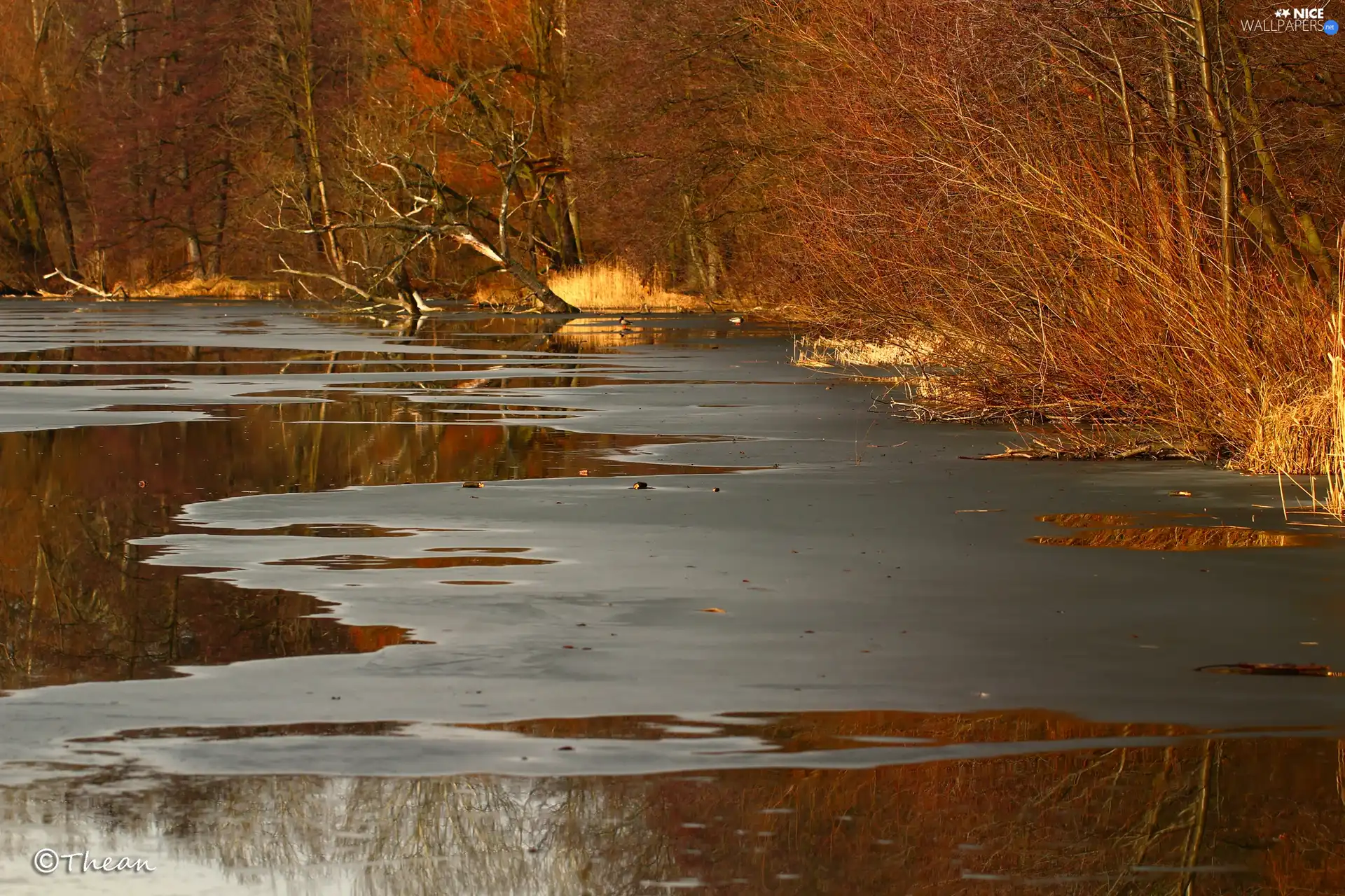 grass, lake, viewes, early spring, trees, melting