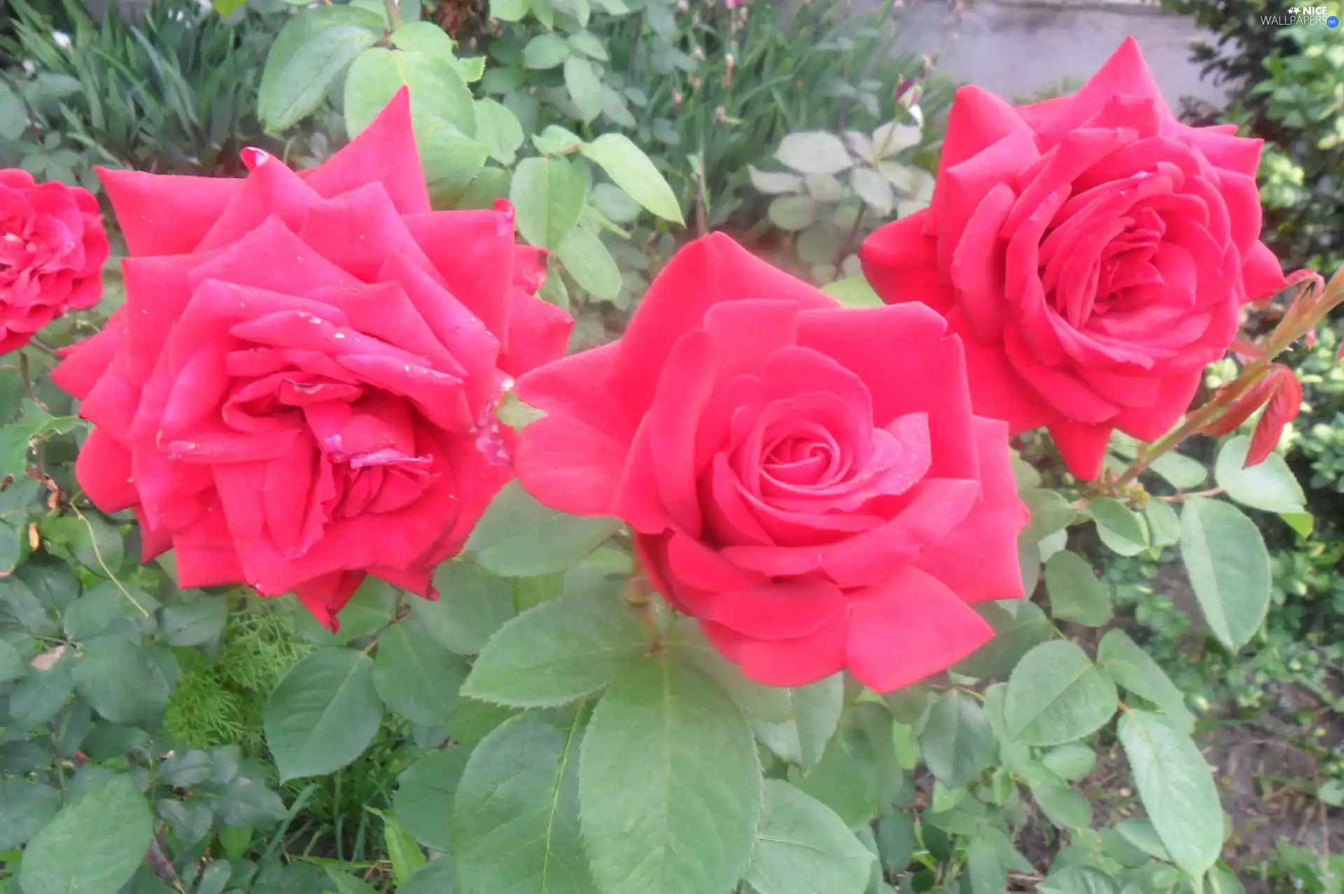 green ones, Leaf, Red, roses, Flowers