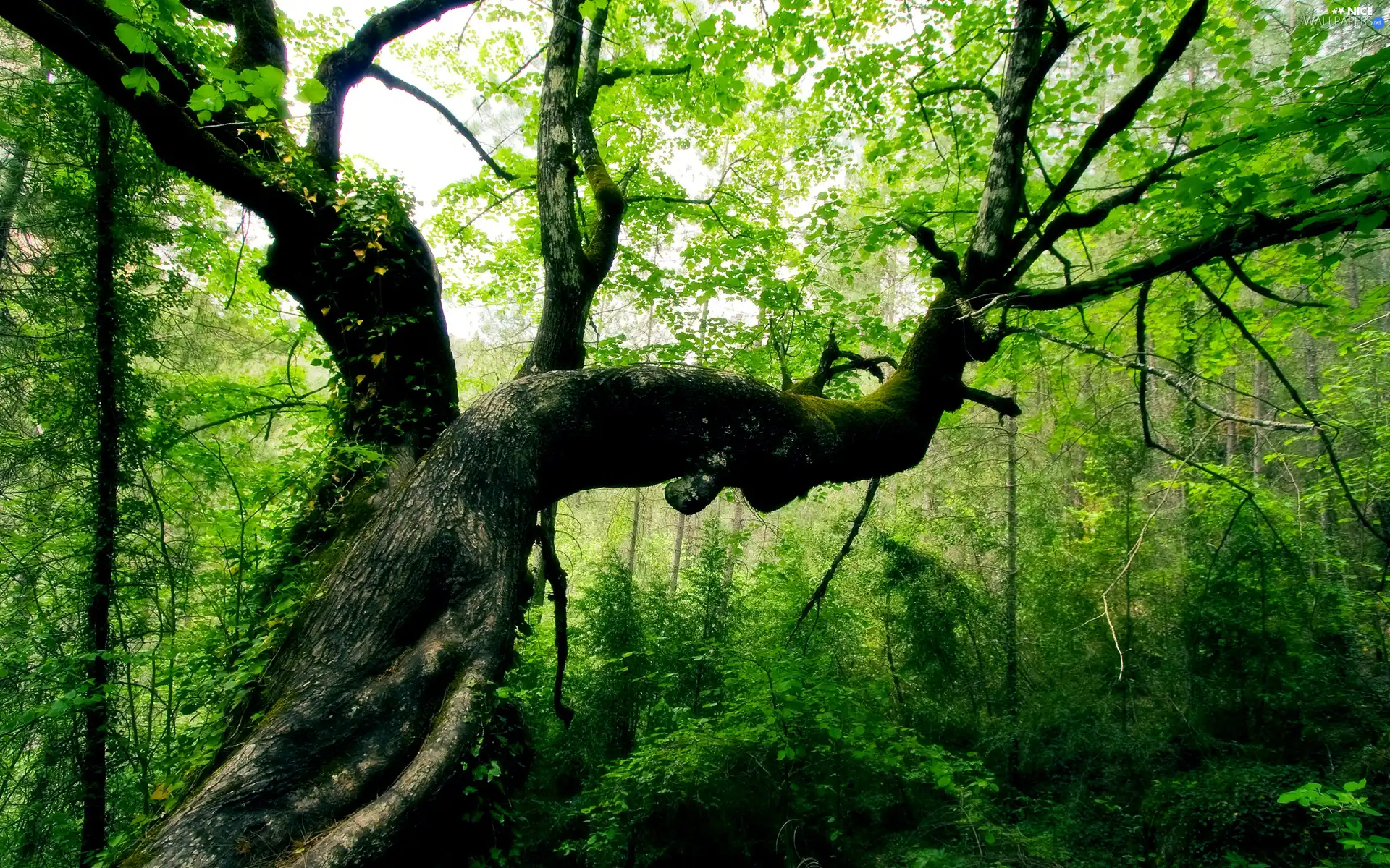 green, forest, trees