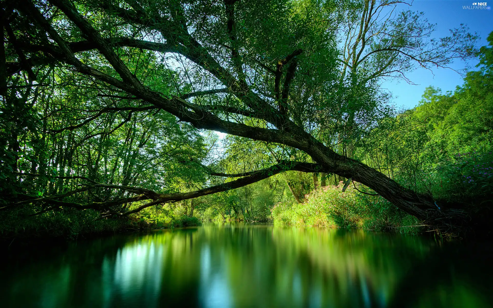 green, trees, water