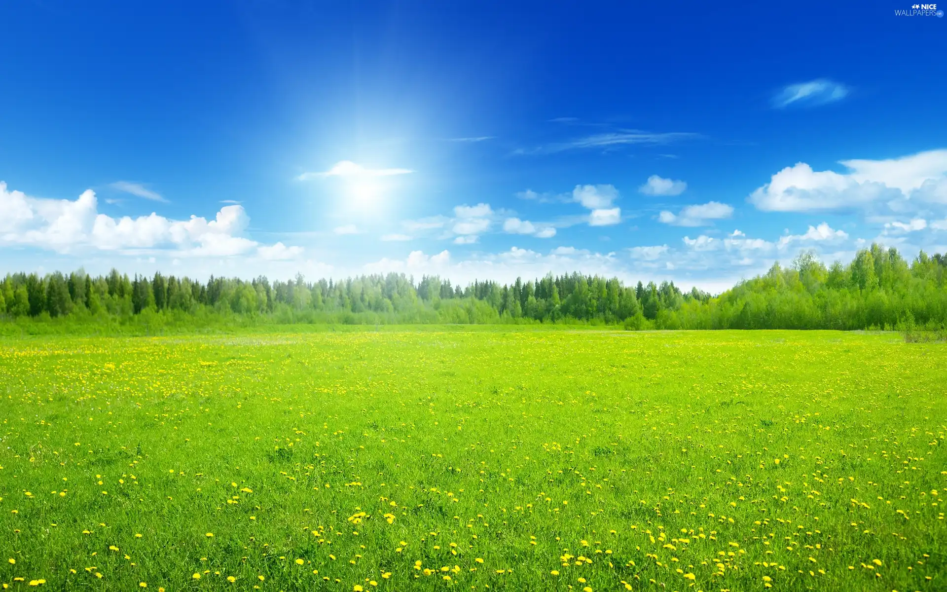 flowery, Sky, grove, Meadow