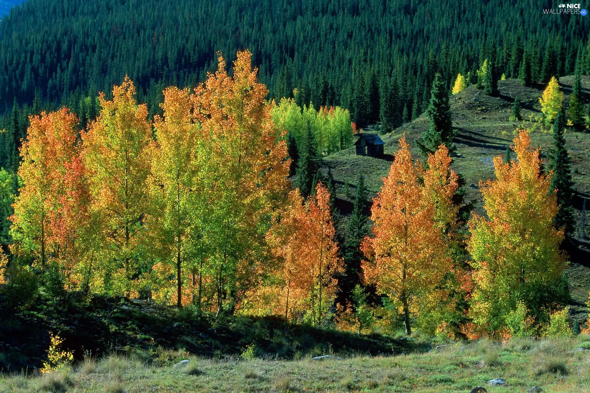 trees, woods, Home, autumn, viewes, color