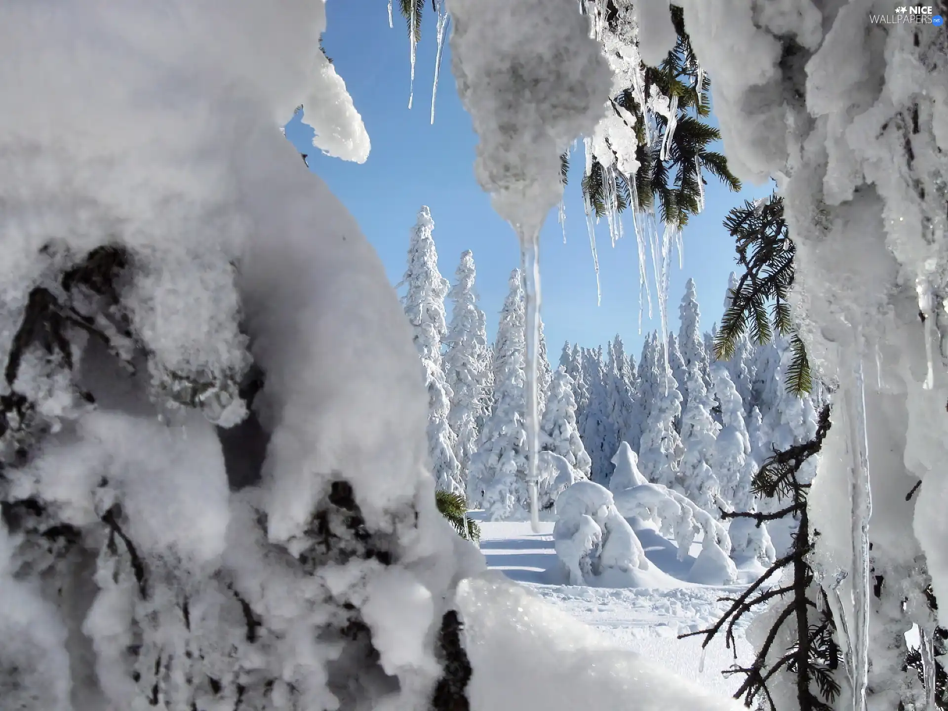 icicle, ice, Snowy, Spruces, forest