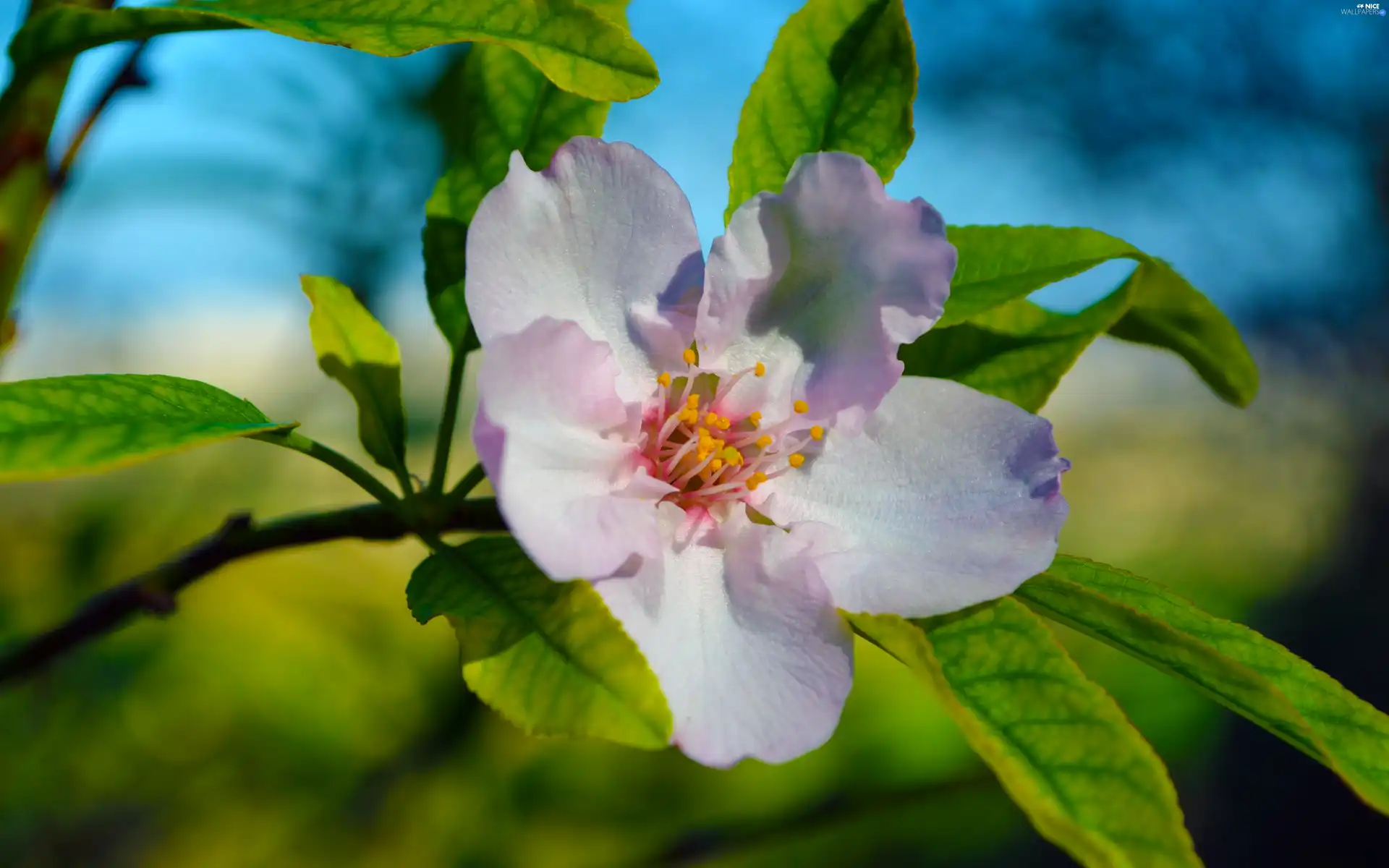 leaves, Colourfull Flowers, kirsch