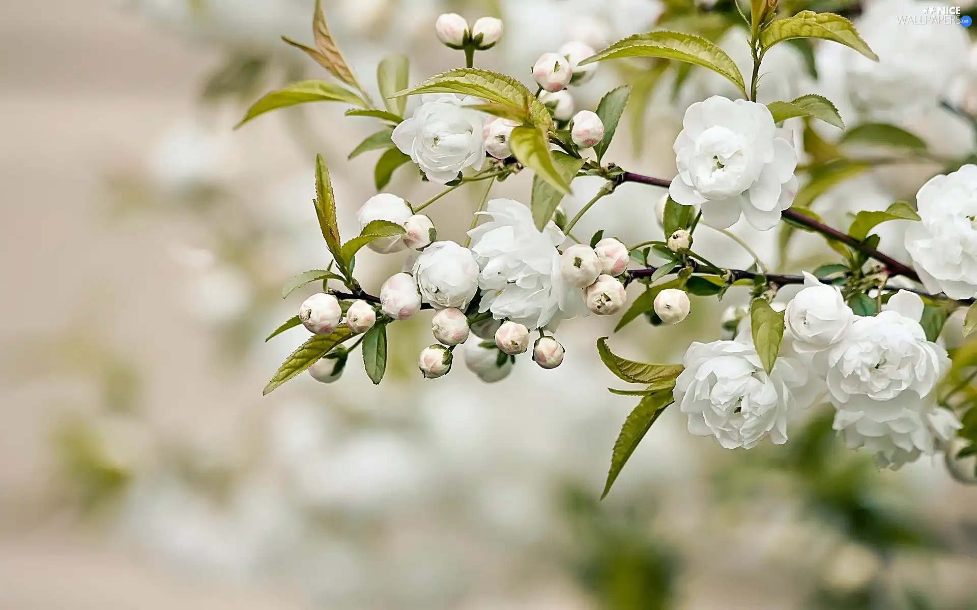 kirsch, Flowers, Rising