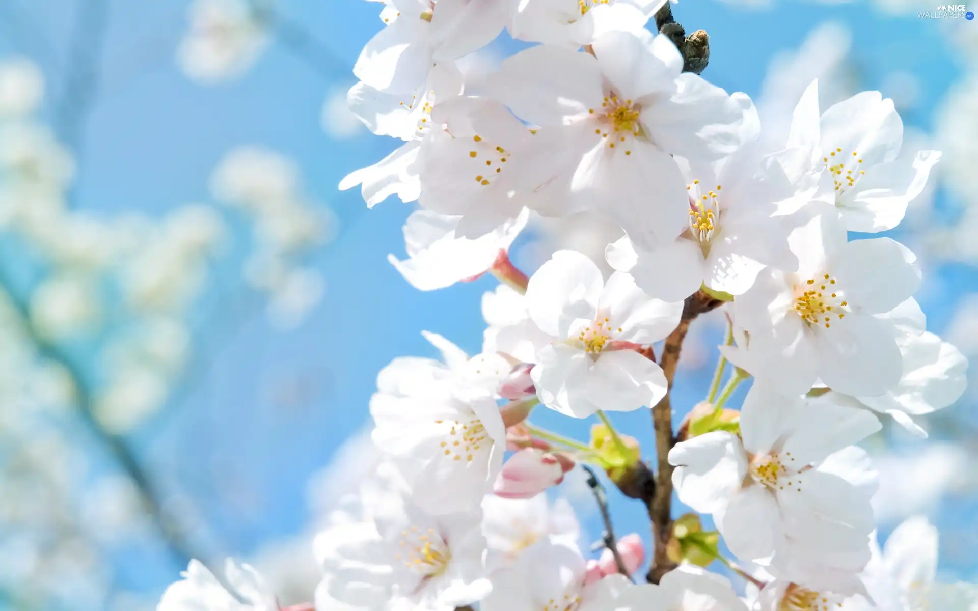 White, Rising, kirsch, Flowers