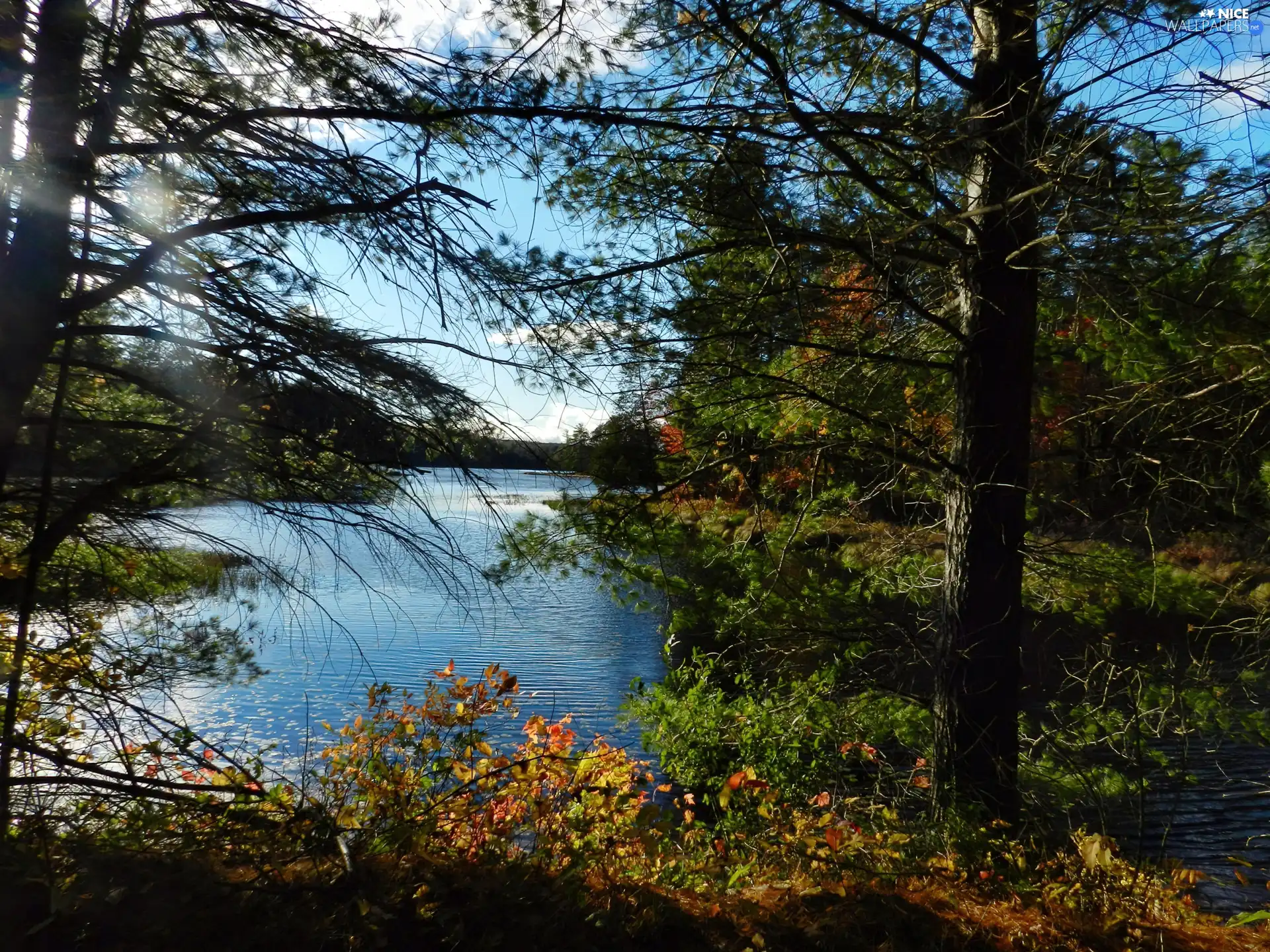 lake, trees, viewes