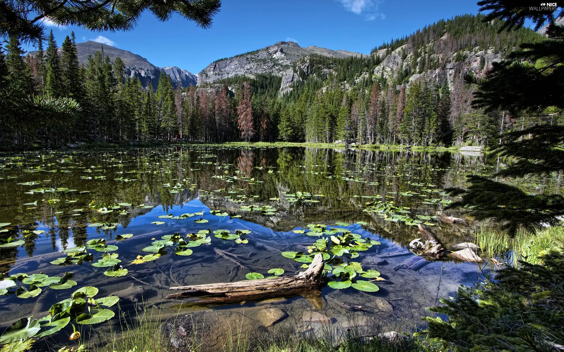 lake, Mountains, woods