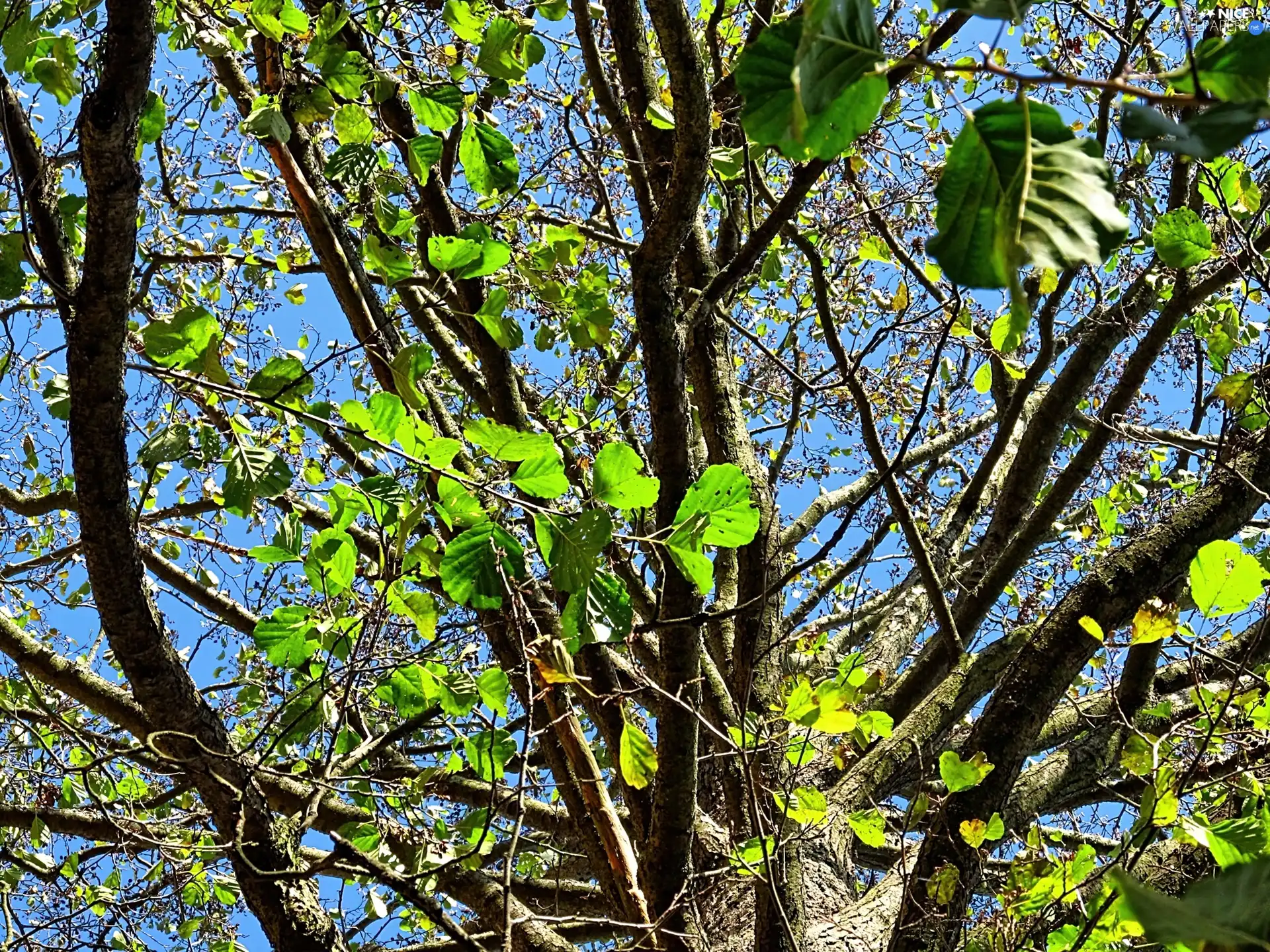 autumn, alder, Leaf, trees