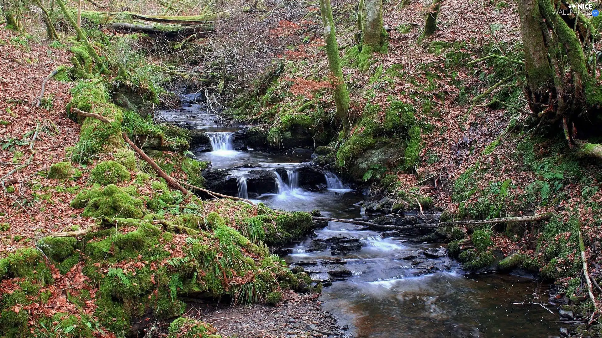 Leaf, autumn, trees, viewes, brook