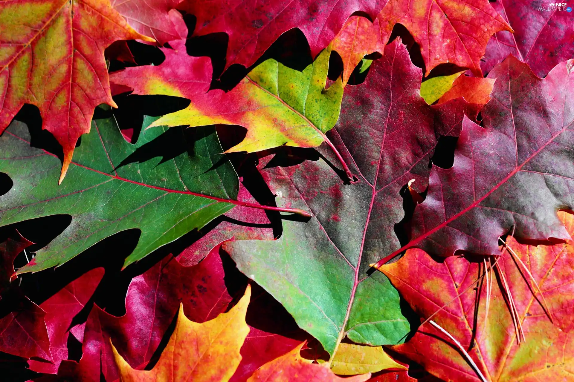 Leaf, color, Autumn