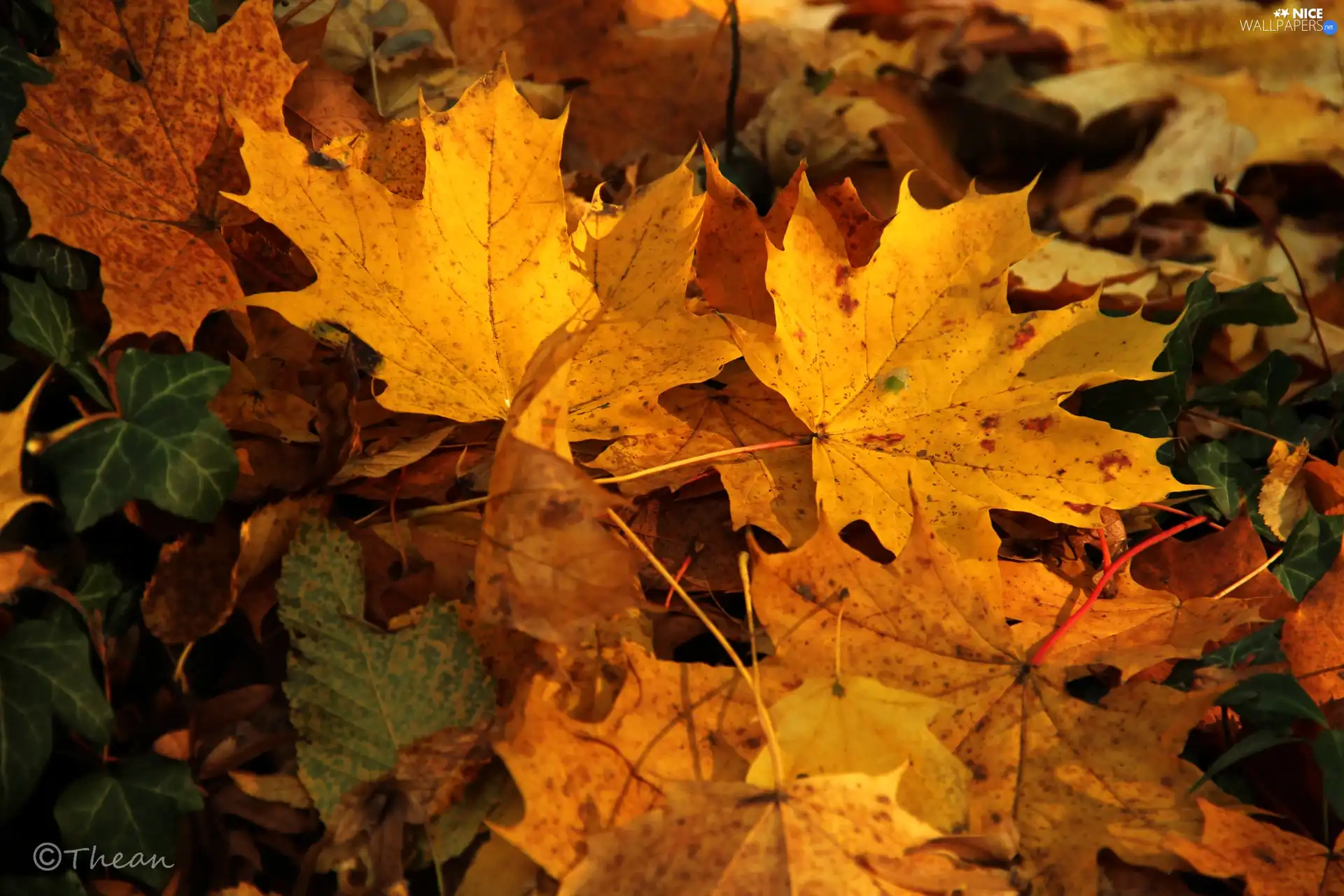 Leaf, Yellow, Autumn