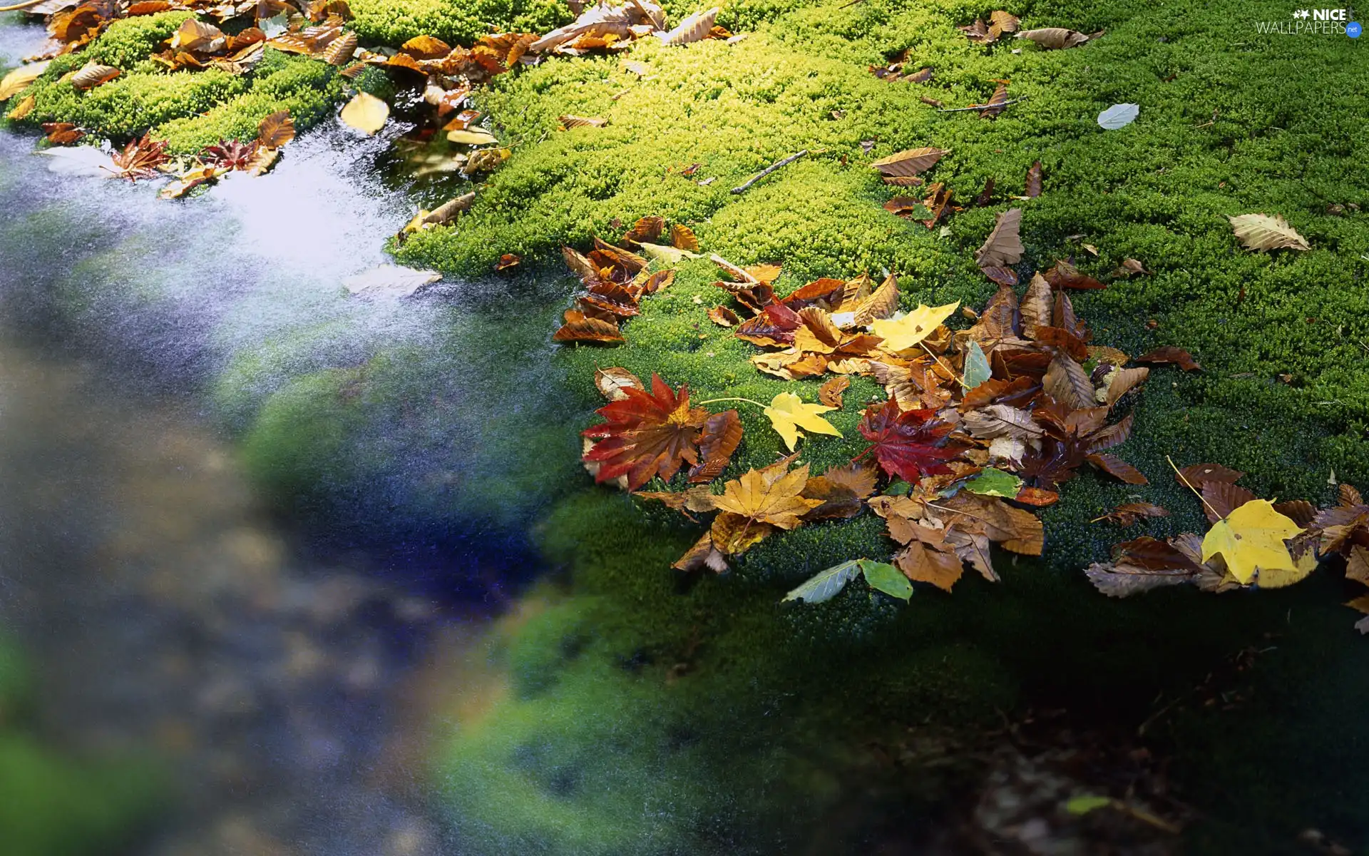 coast, color, Leaf, rivers