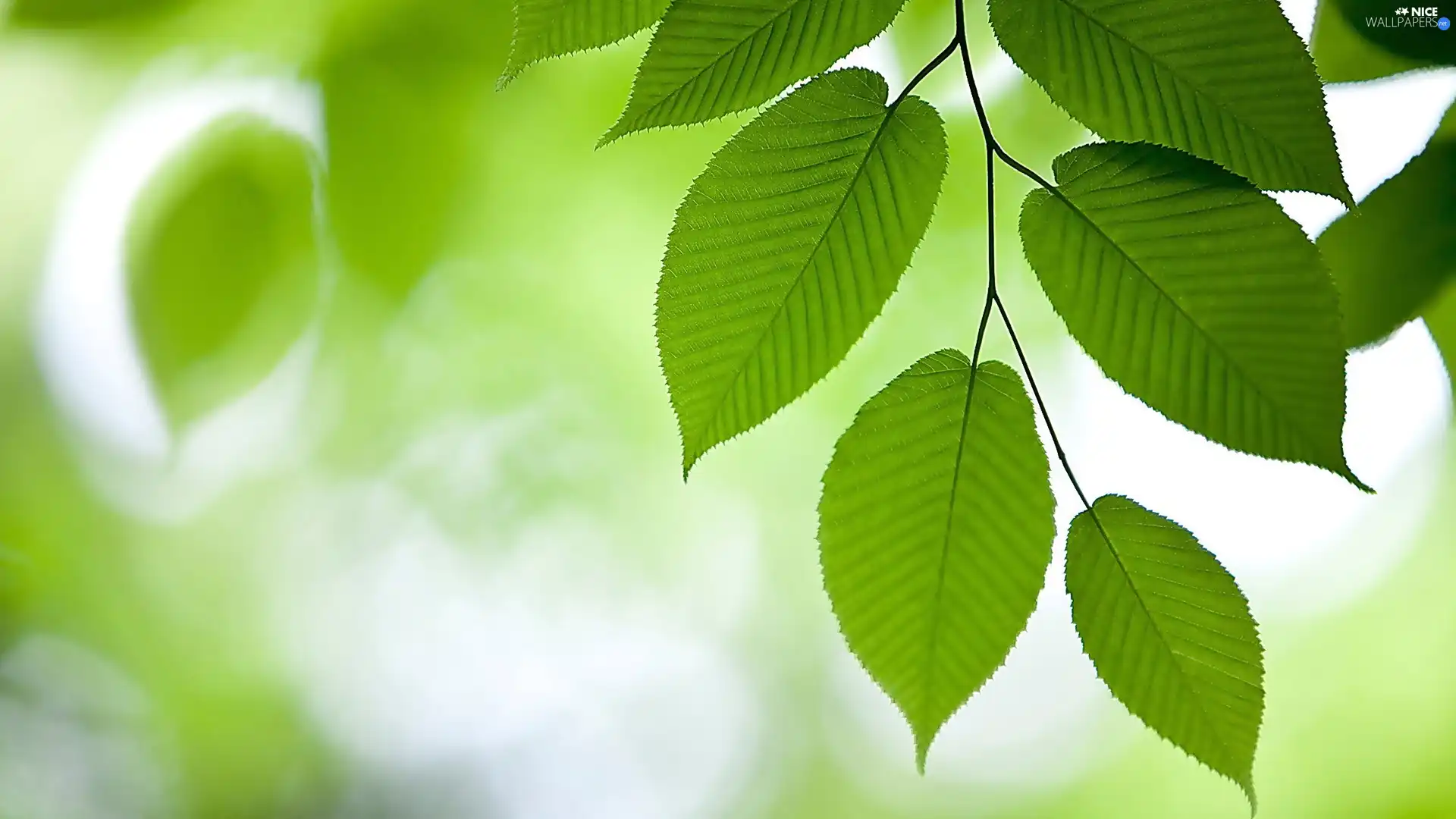 twig, green ones, Leaf