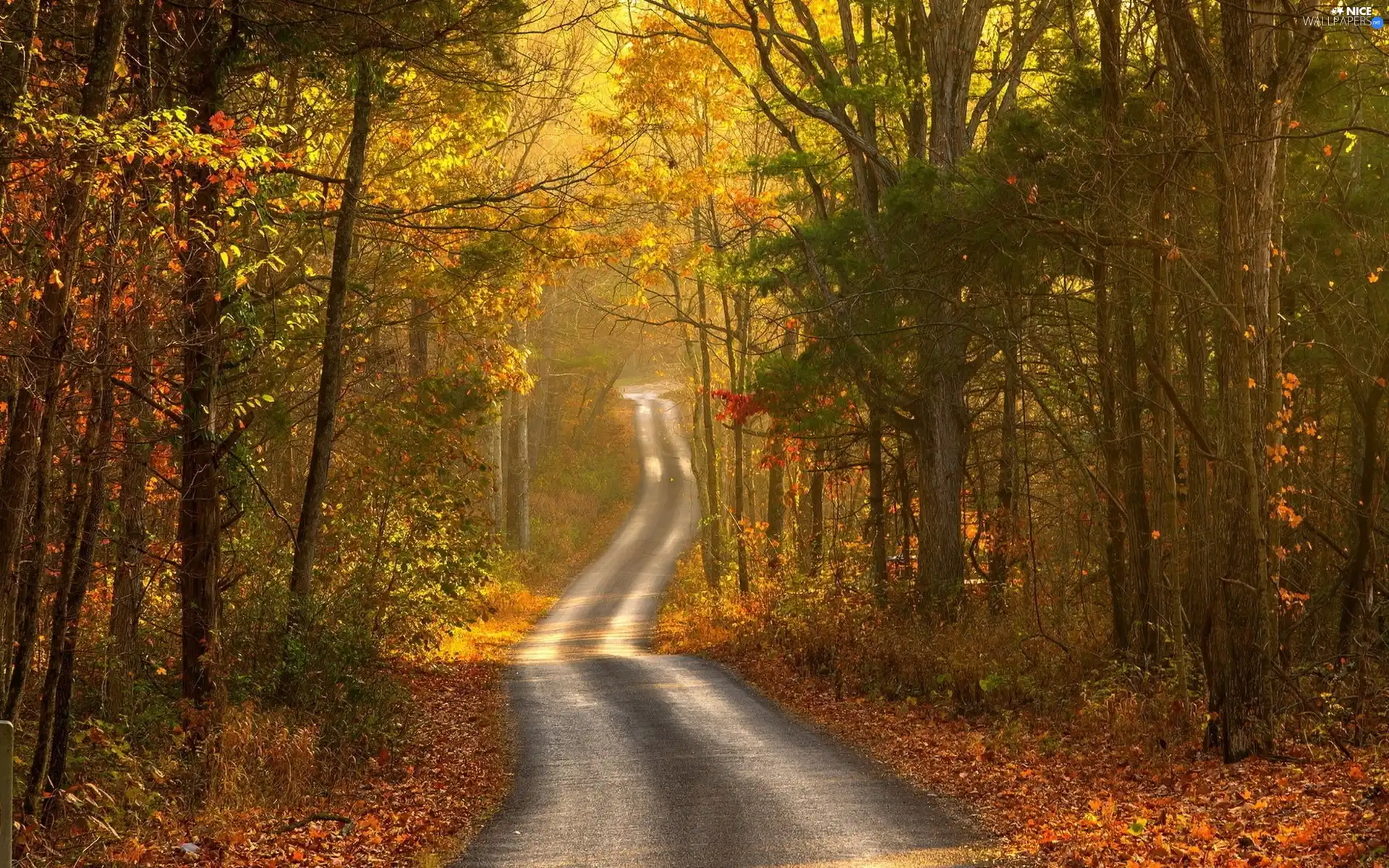 Way, forest, Leaf, Przebijające, luminosity, autumn, sun, flash, ligh