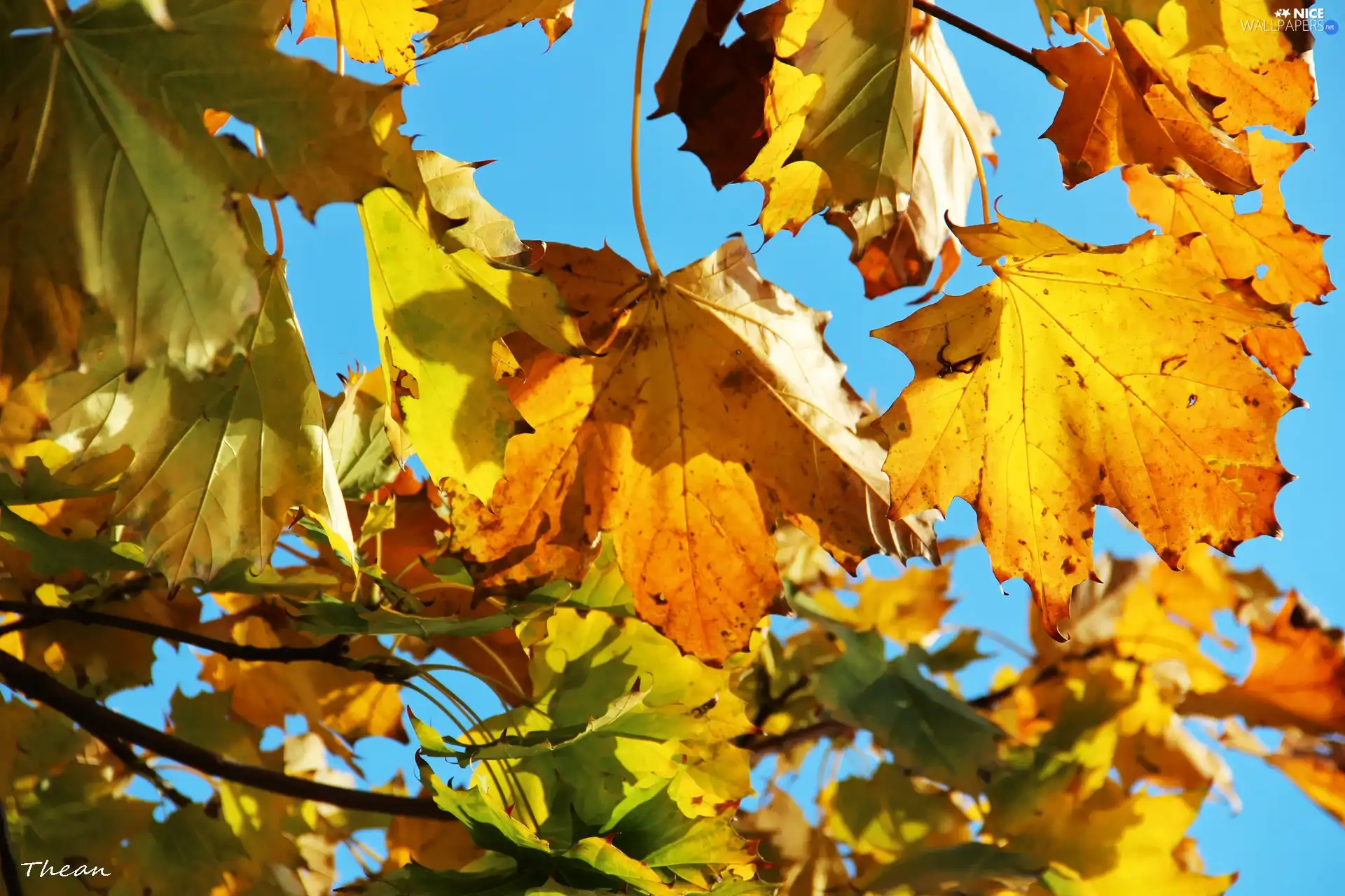 Leaf, dry, Yellow