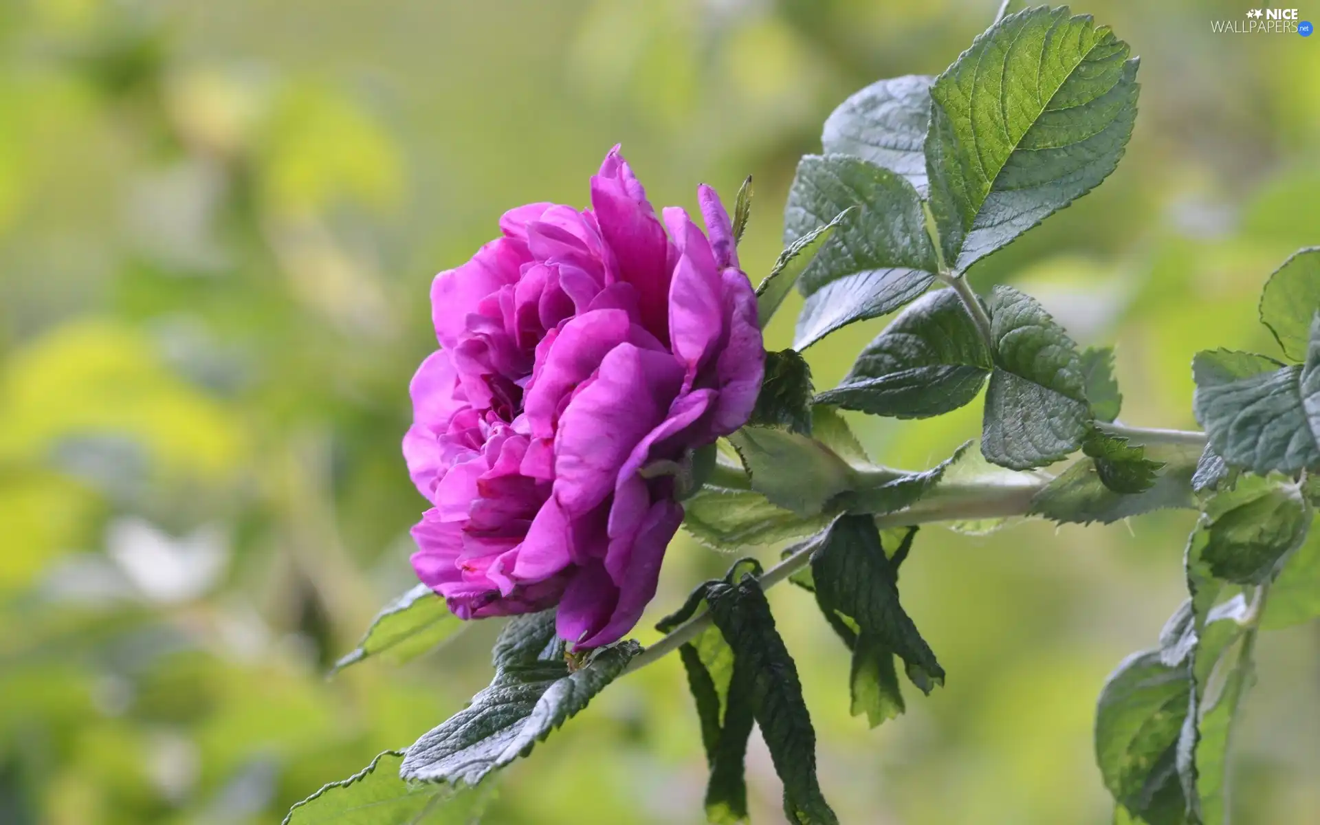 rose, leaves