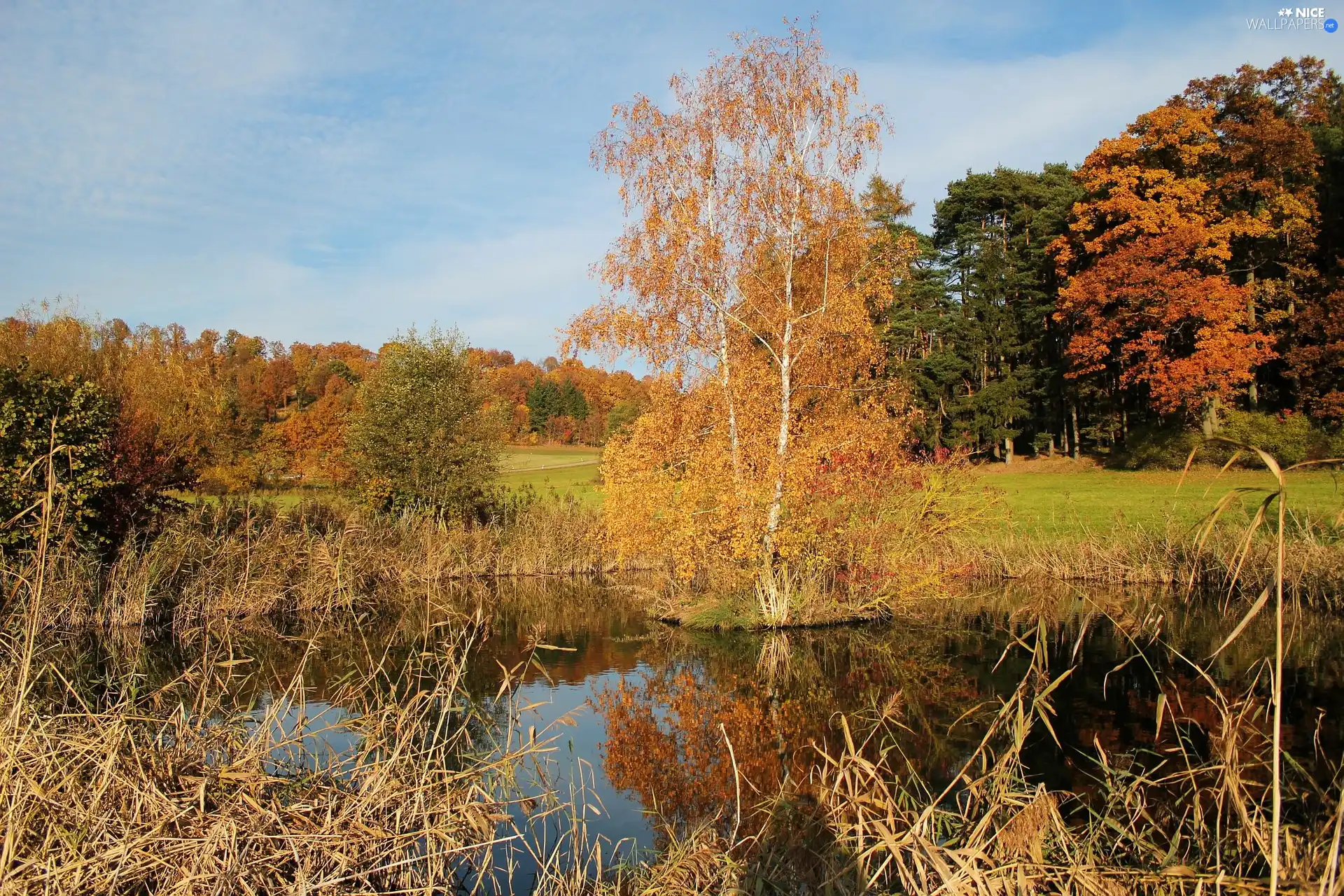 lake, viewes, Meadow, trees