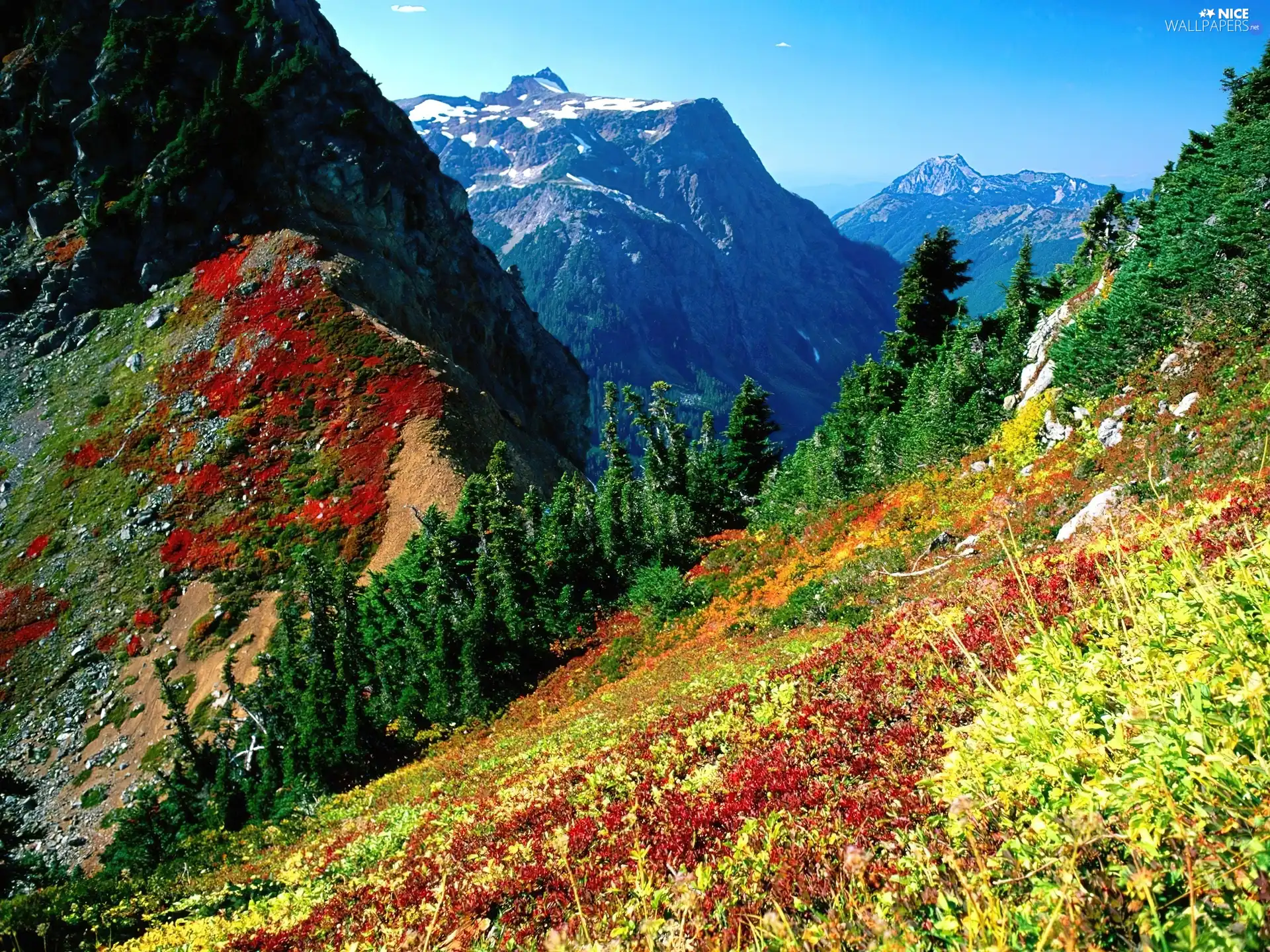 Mountains, Meadow