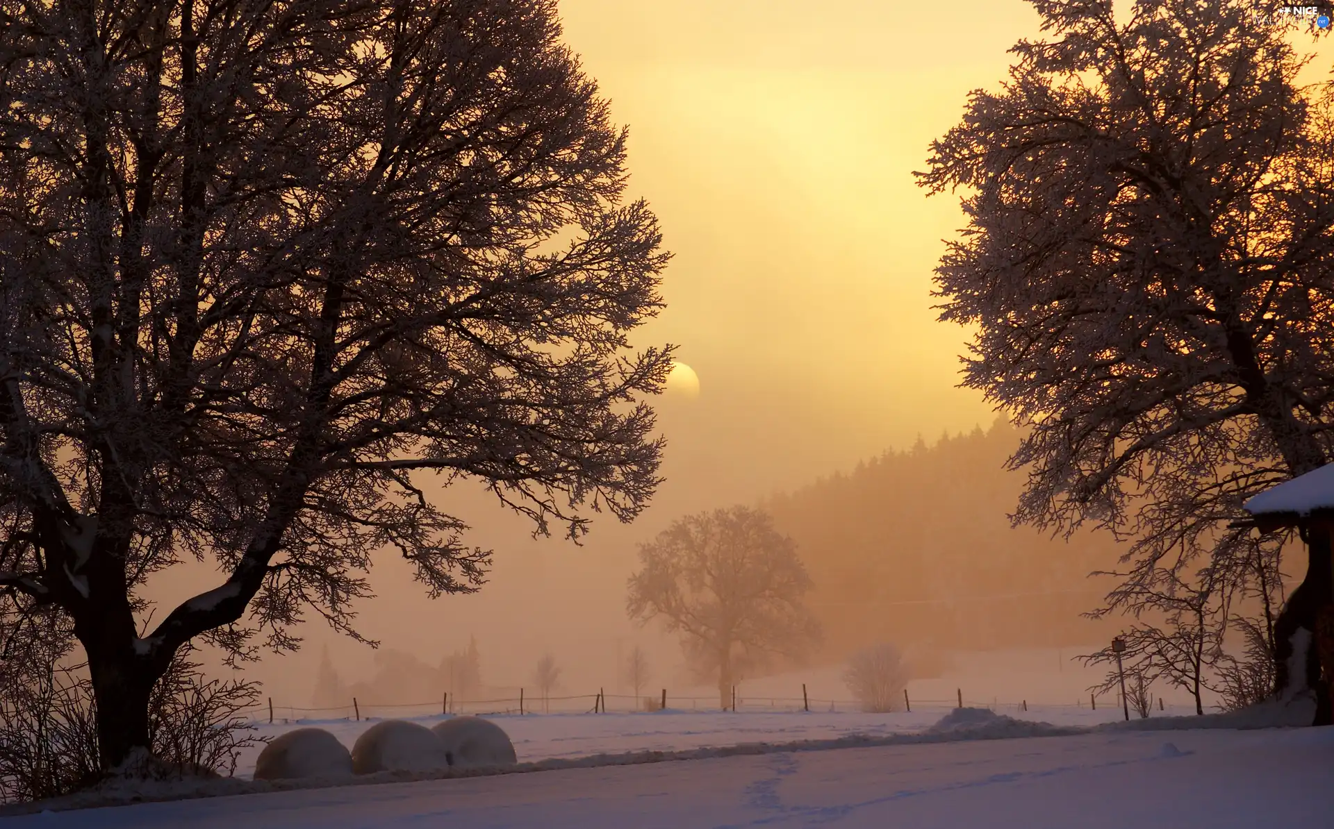 trees, field, moon, winter, viewes, Fog