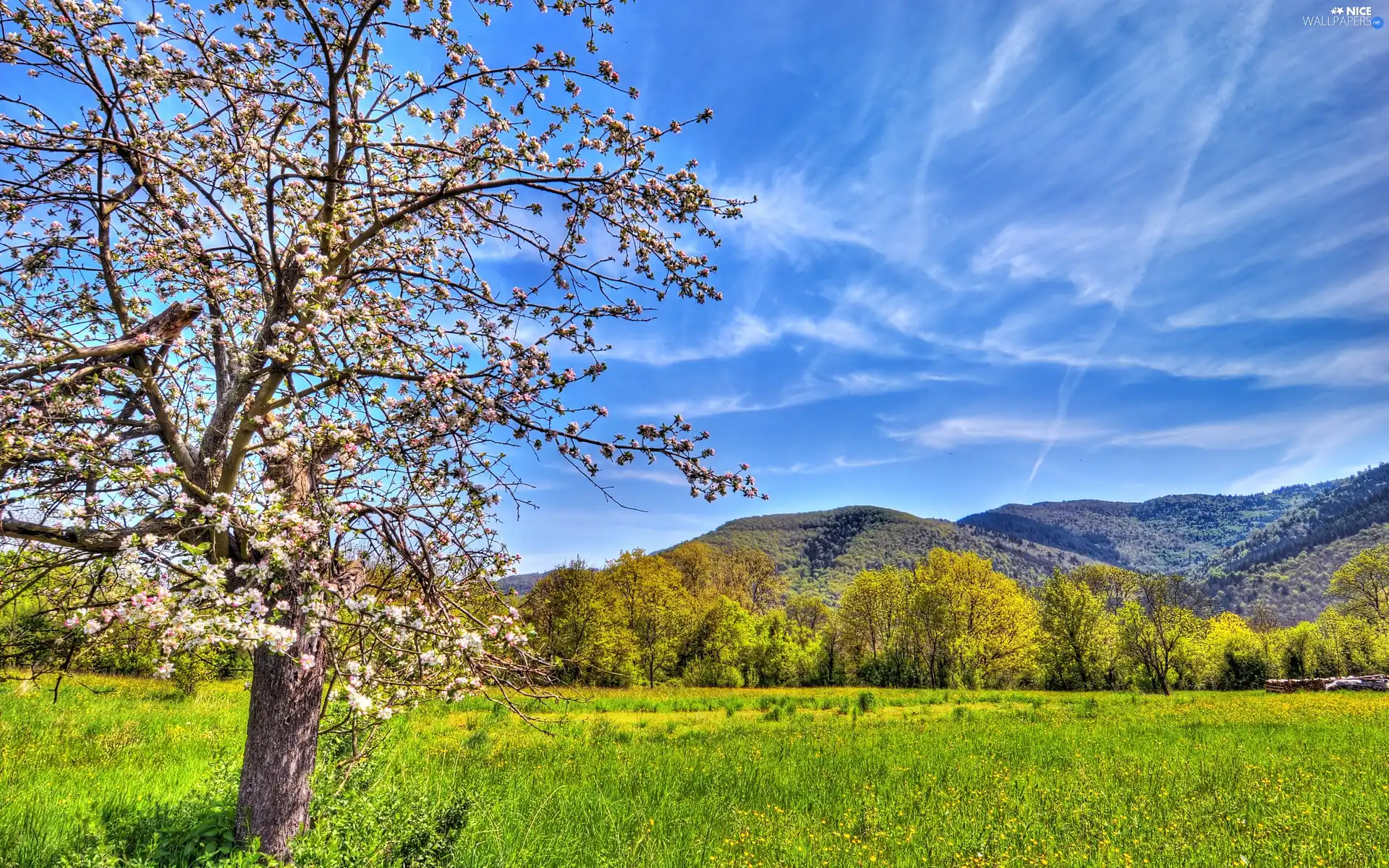 flourishing, Meadow, Mountains, trees